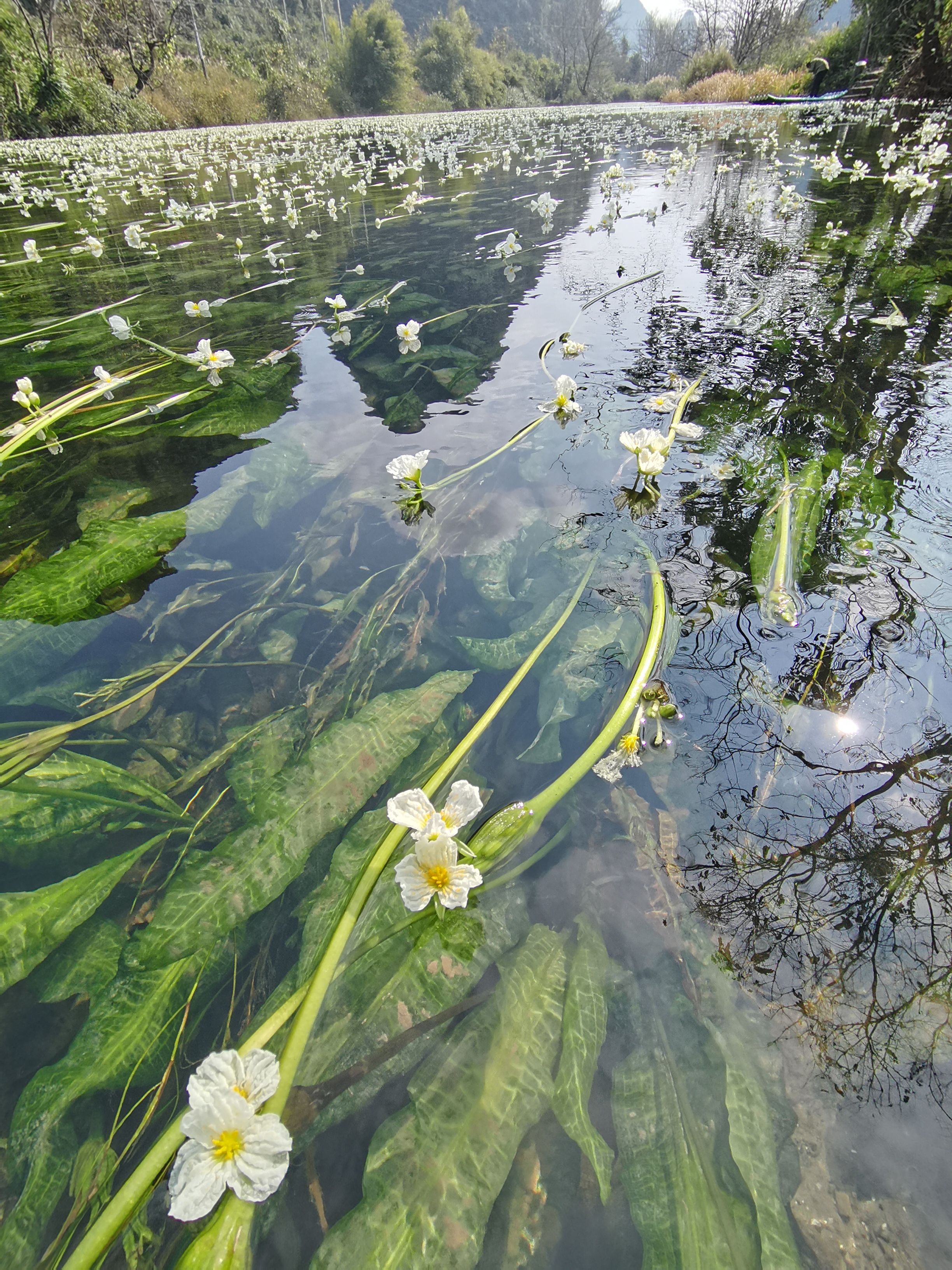 江西村海菜花湿地公园旅行图片 1
