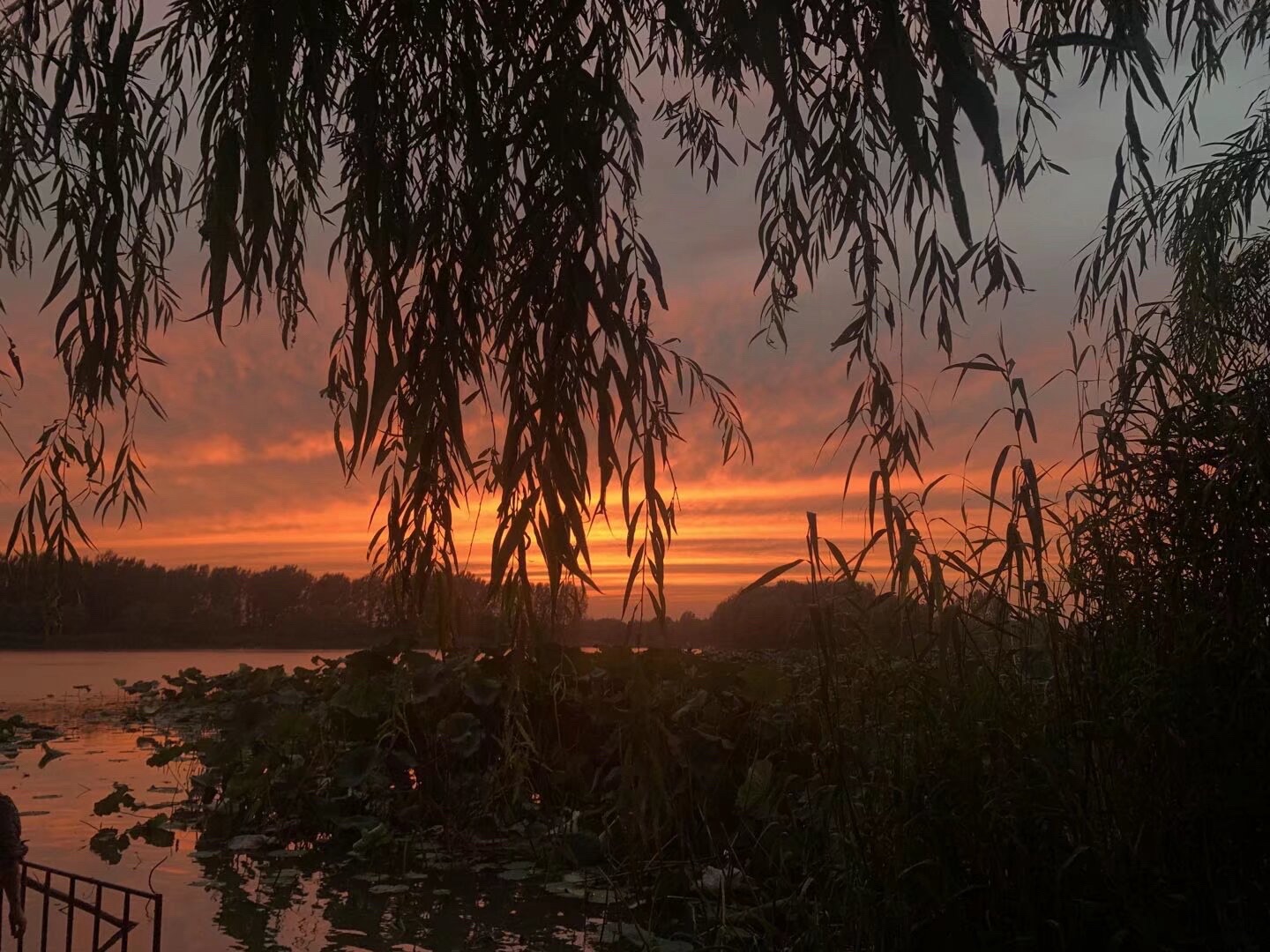 南湖湿地公园旅行图片 3
