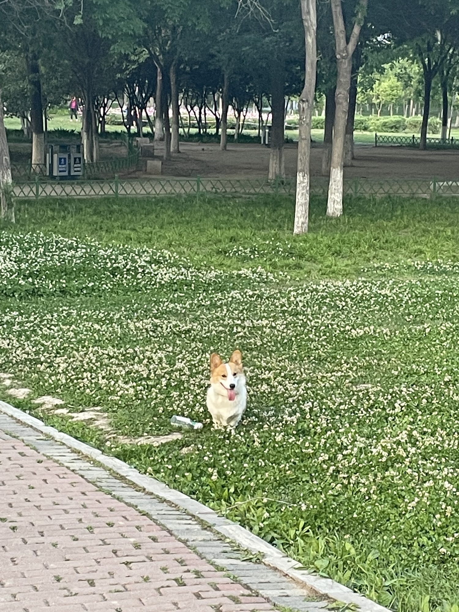 南湖湿地公园旅行图片 3