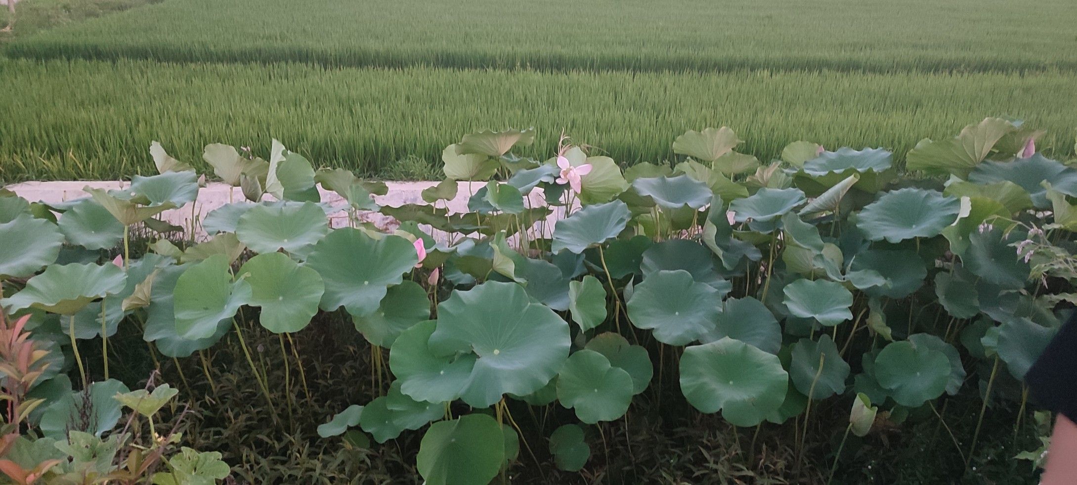 留庄稻田公园旅行图片 1