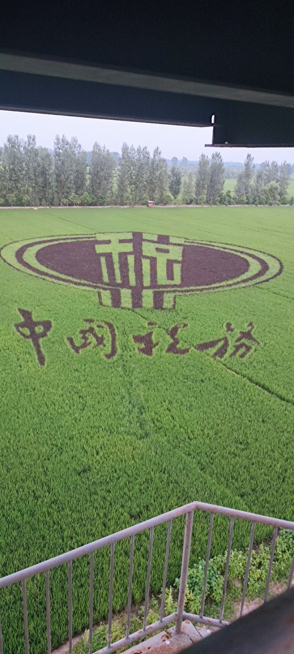 留庄稻田公园旅行图片 3