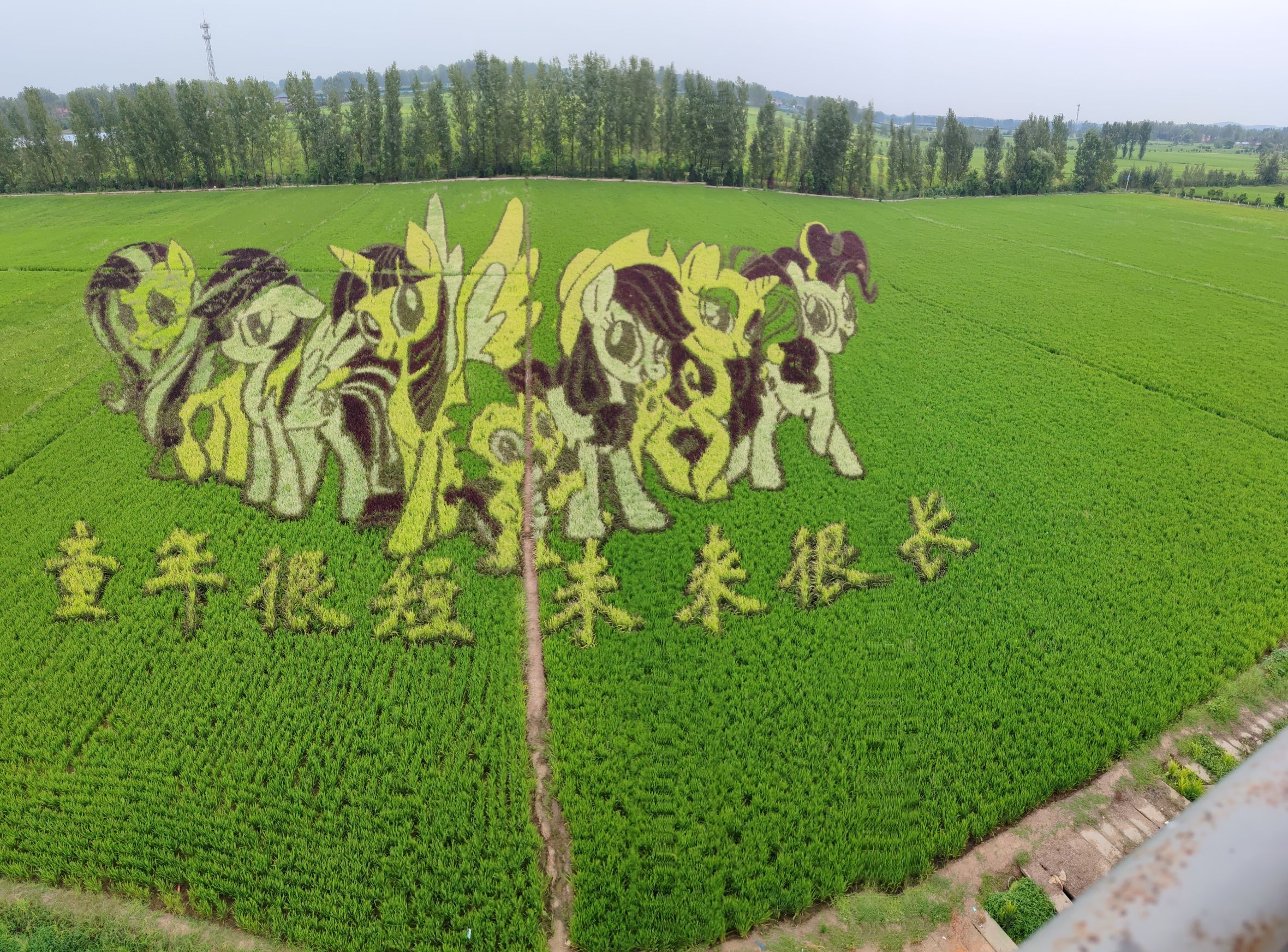 留庄稻田公园旅行图片 2