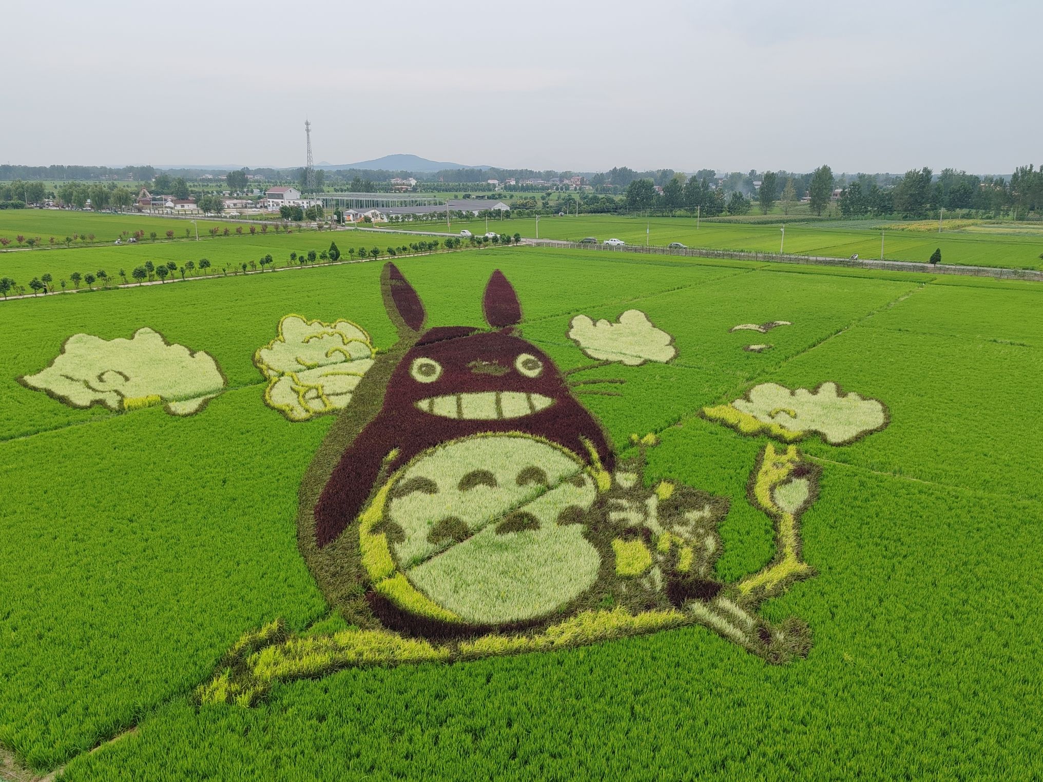 留庄稻田公园旅行图片 1