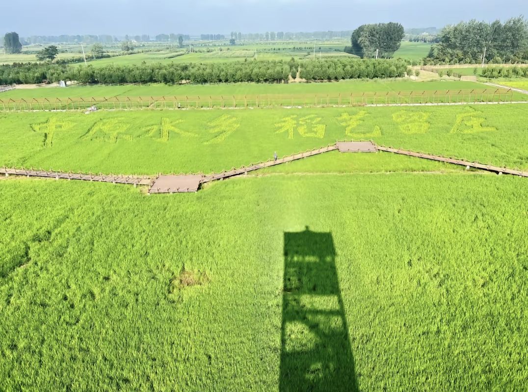 留庄稻田公园旅行图片 3