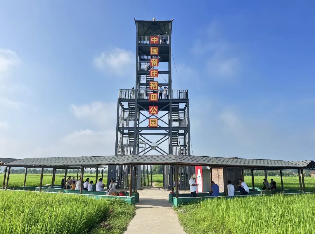 留庄稻田公园旅行图片 2