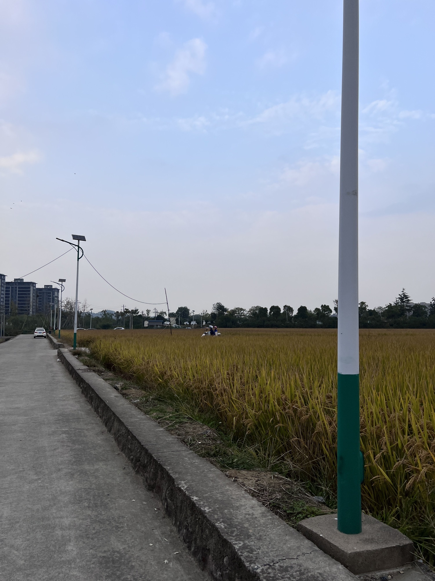 稻田公园旅行图片 3