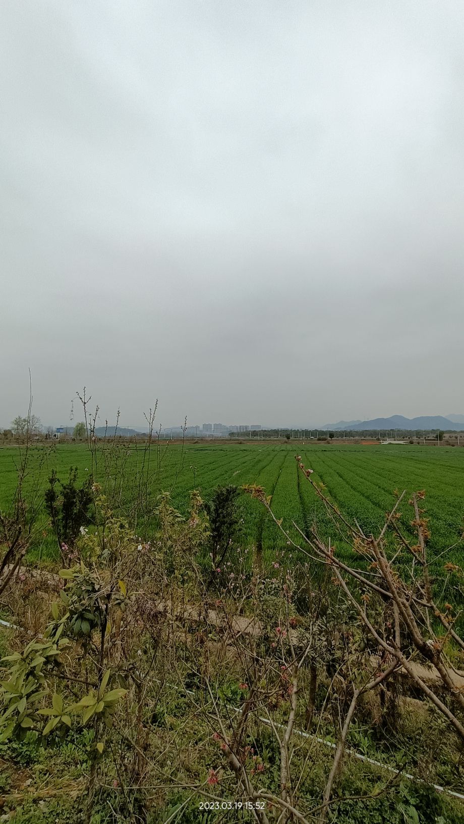 稻田公园旅行图片 1