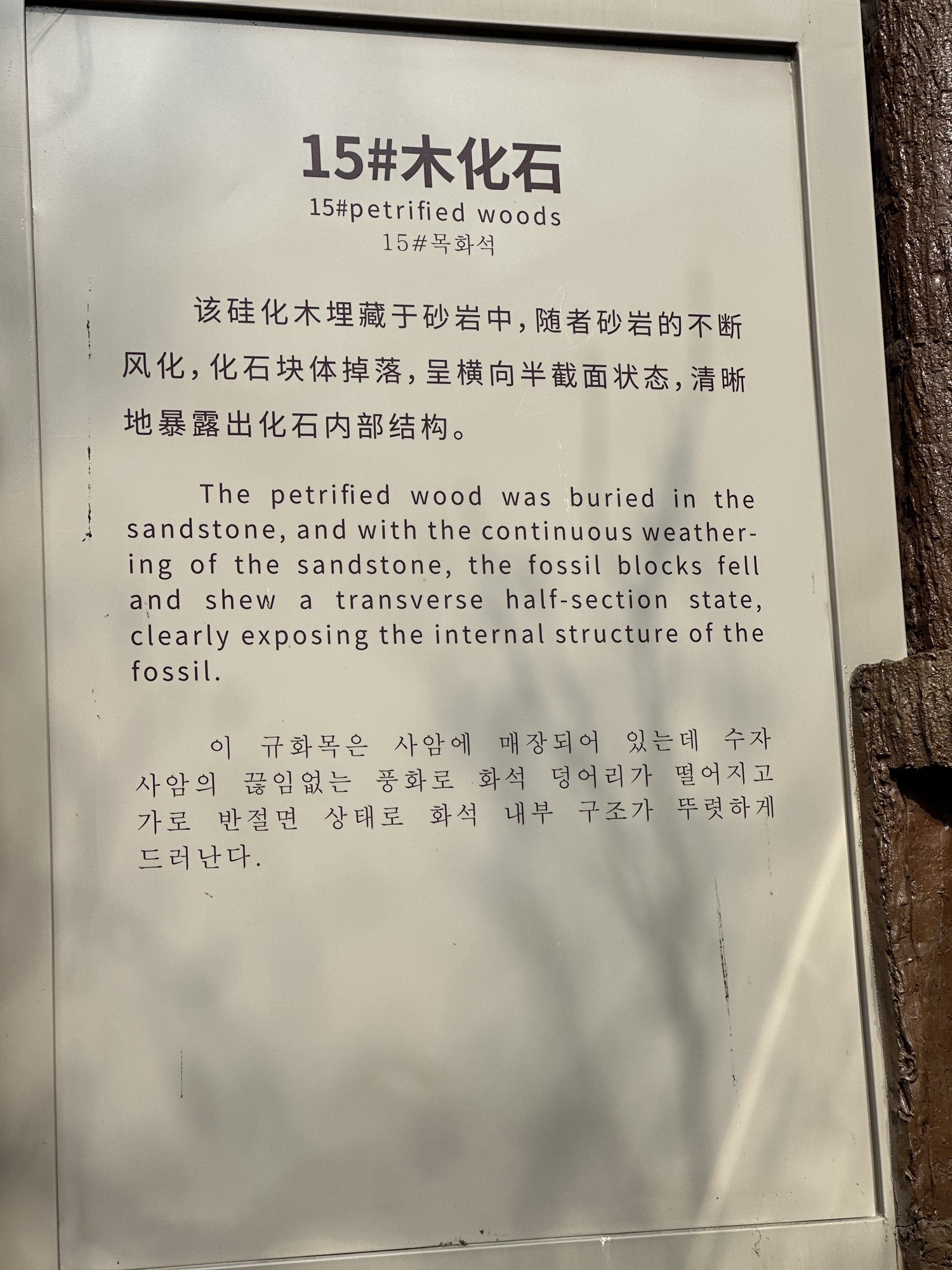 国家地质公园仙翁山树化石群落