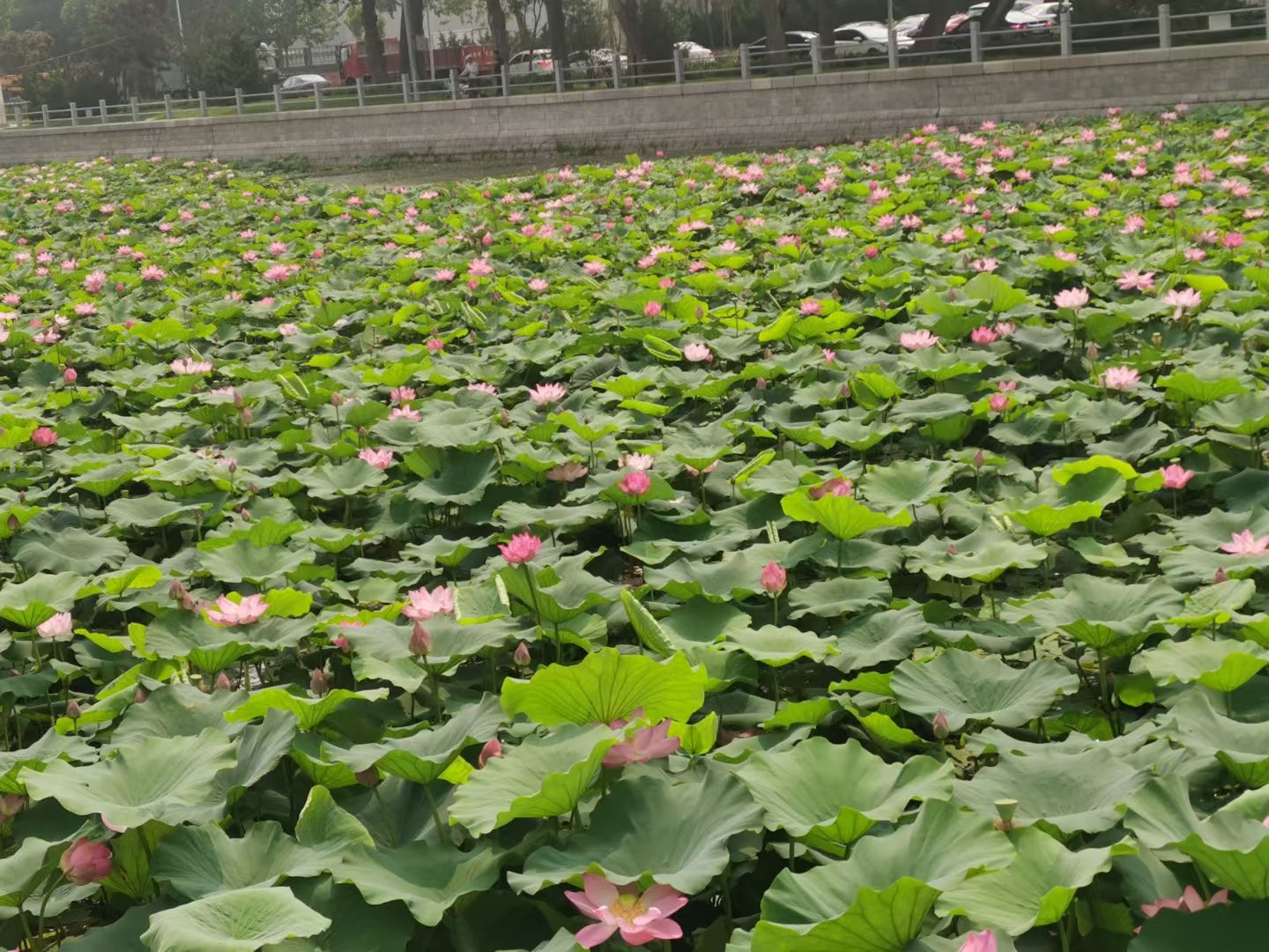 金州北大河公园旅行图片 3