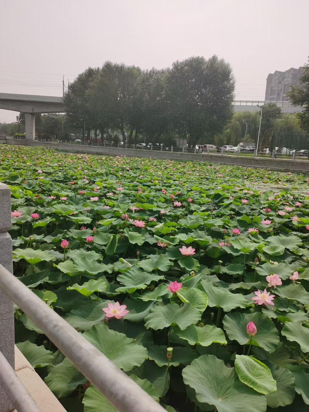 金州北大河公园旅行图片 2
