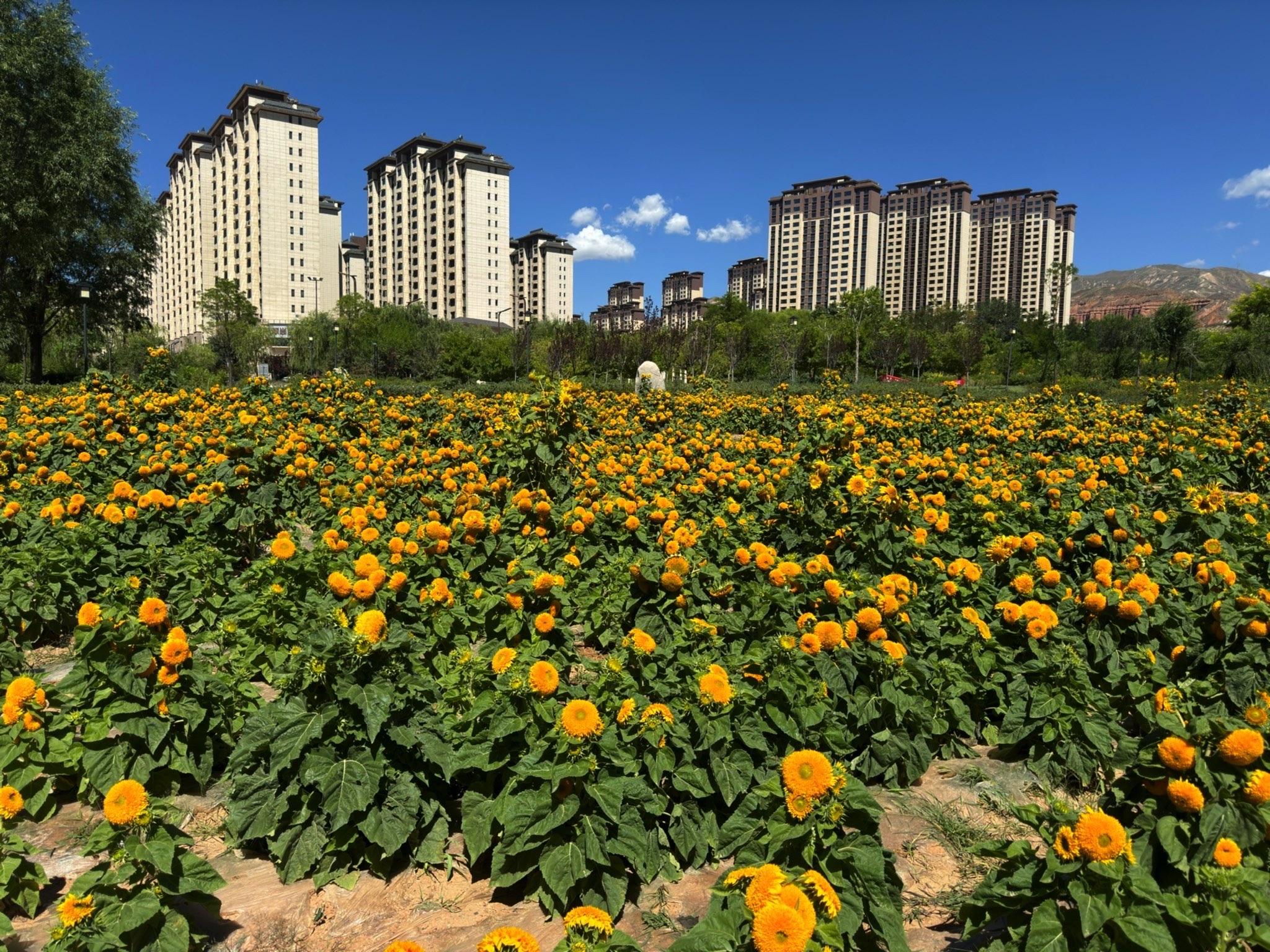 大地湾湿地公园