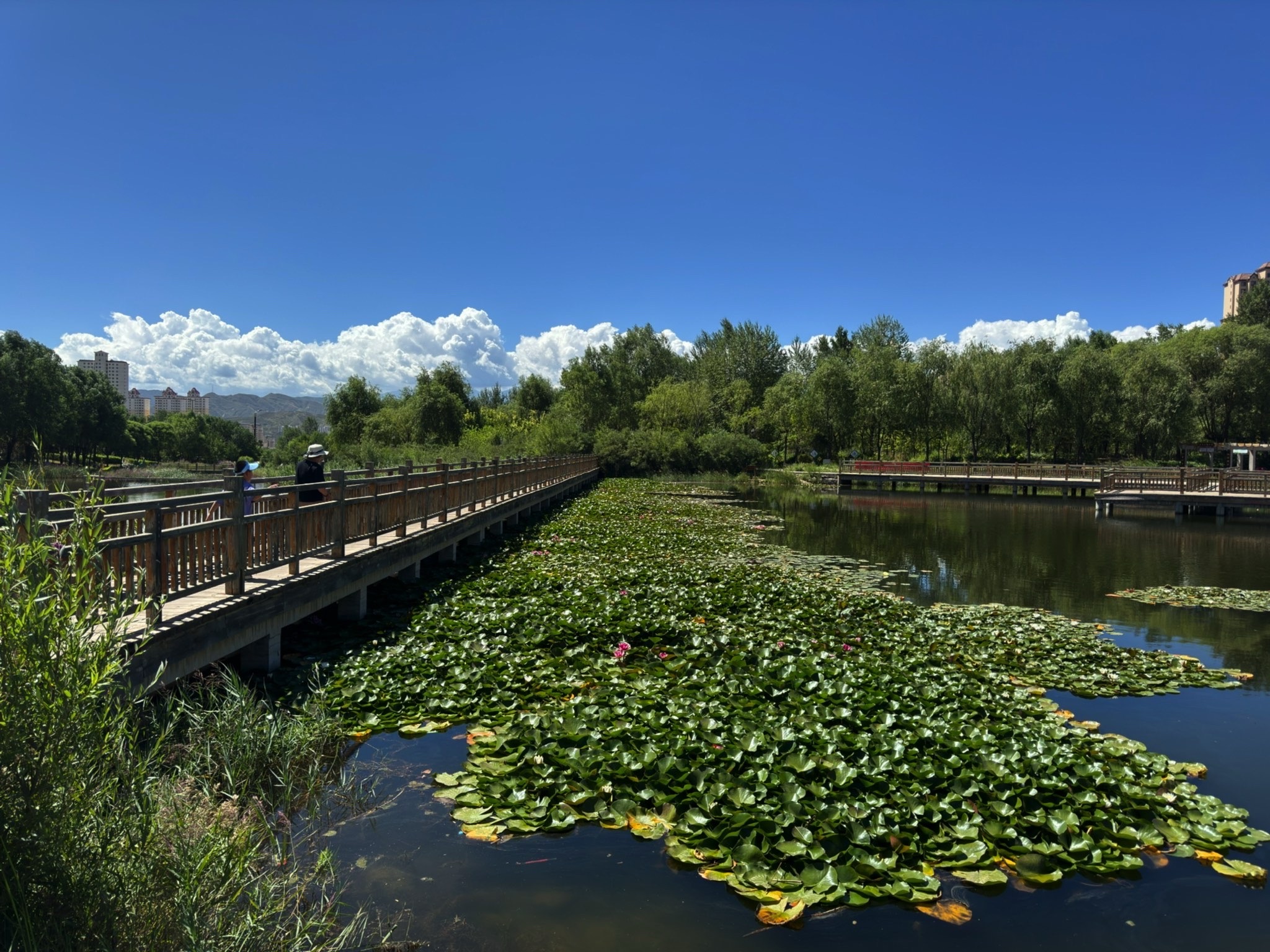 大地湾湿地公园