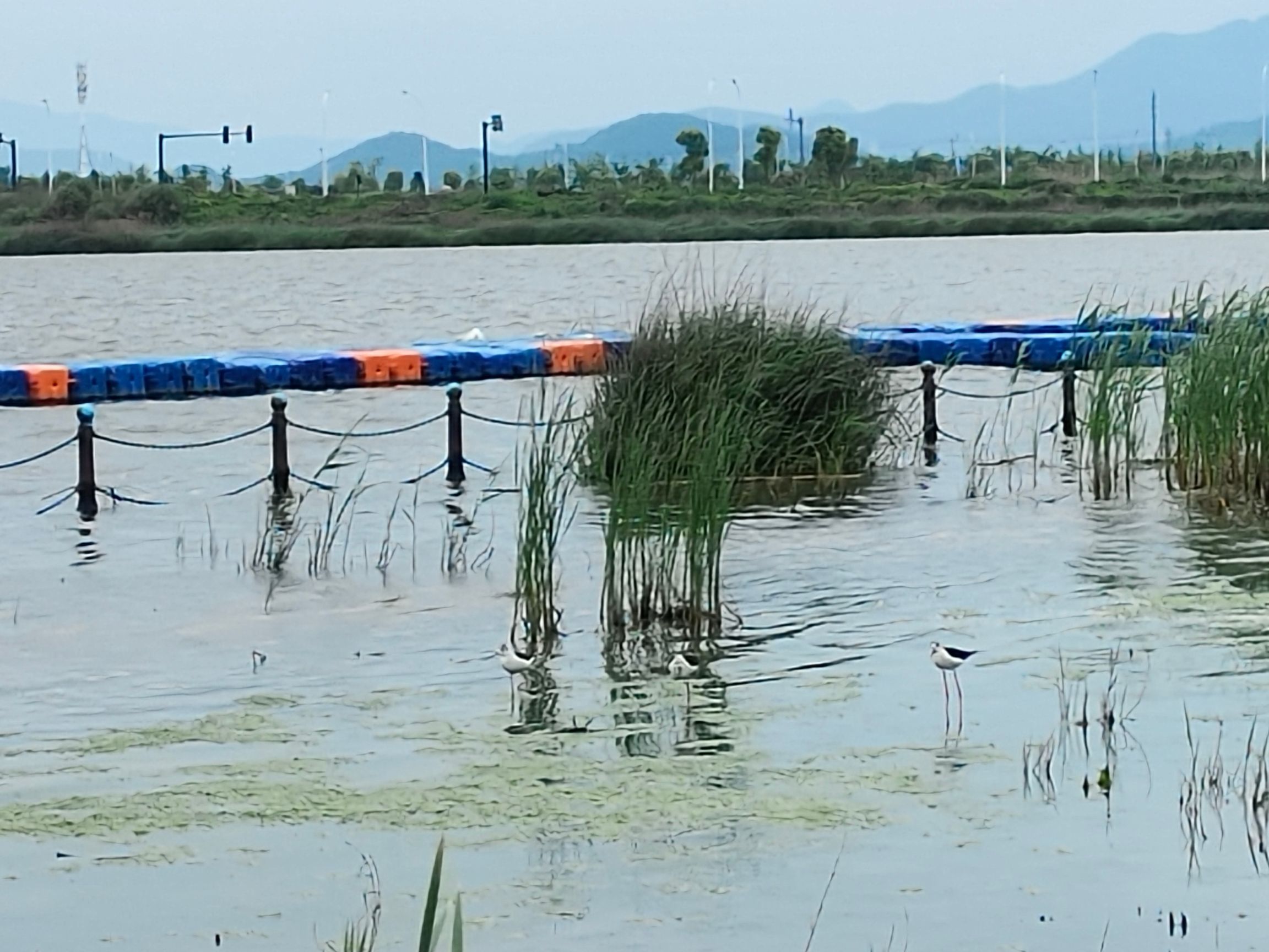 大目湾中心绿地旅行图片 1