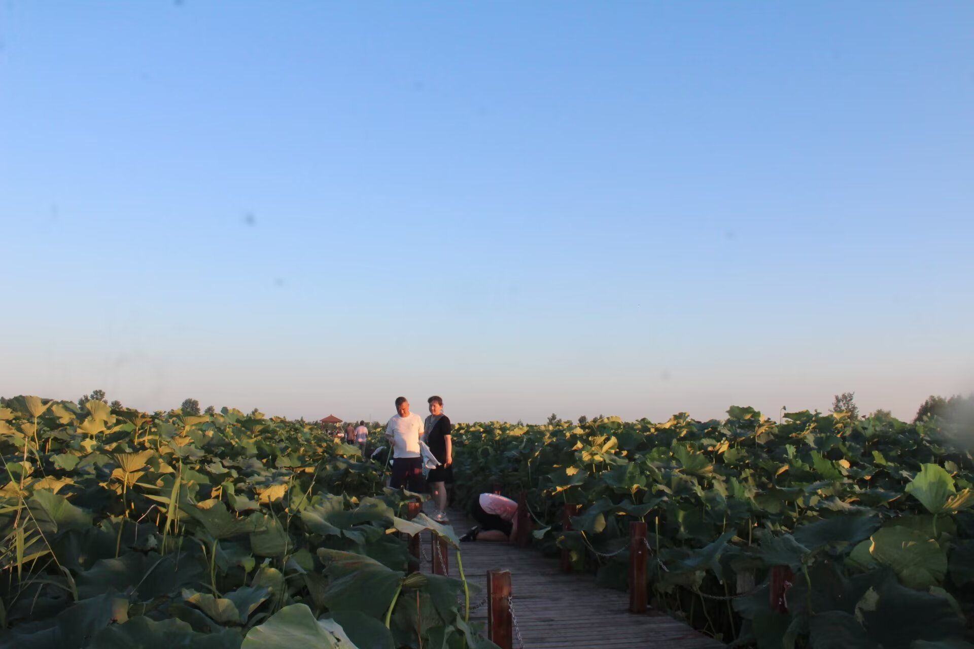 杉荷园景区旅行图片 3