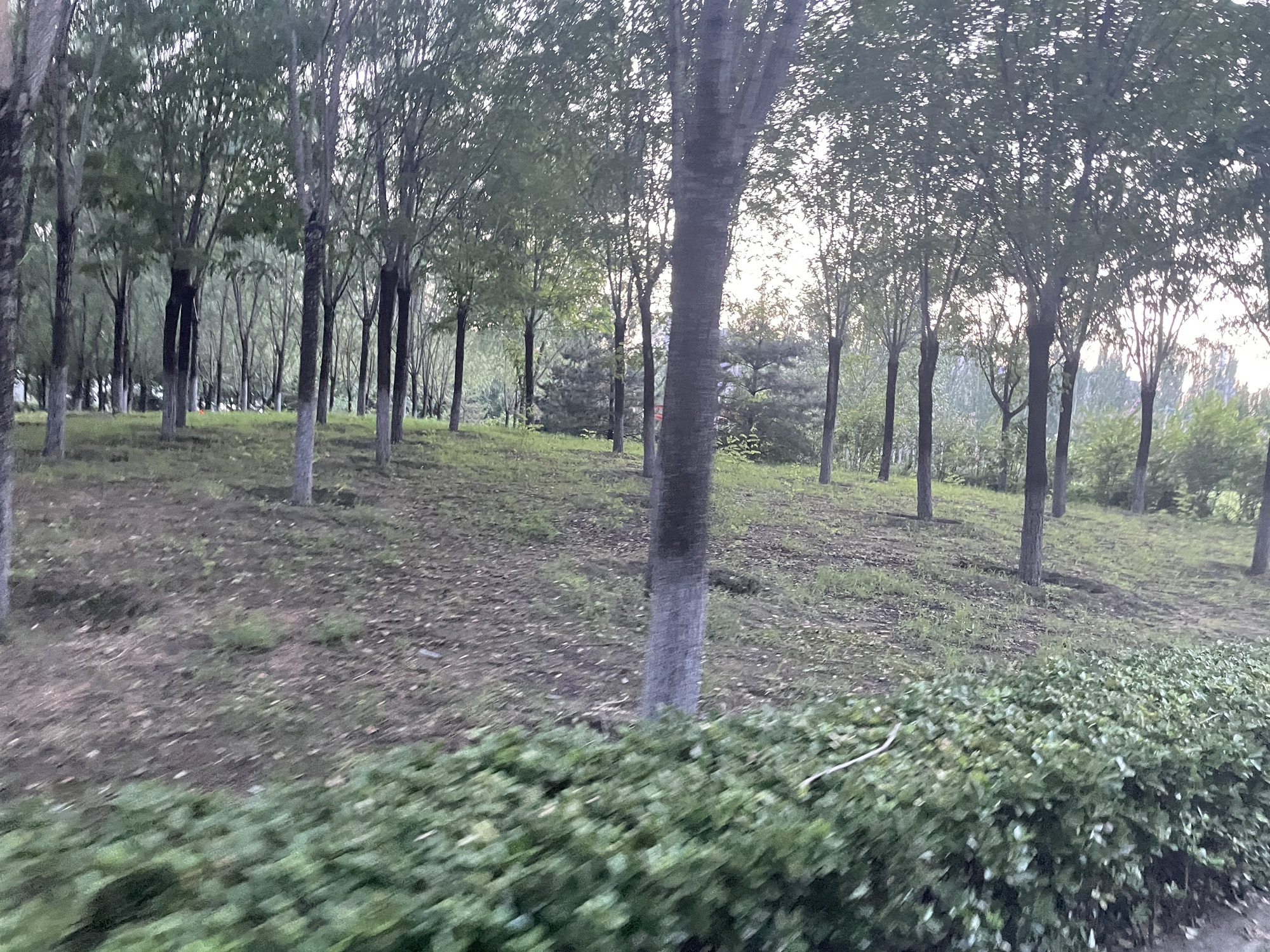 惠水湾森林旅行图片 2