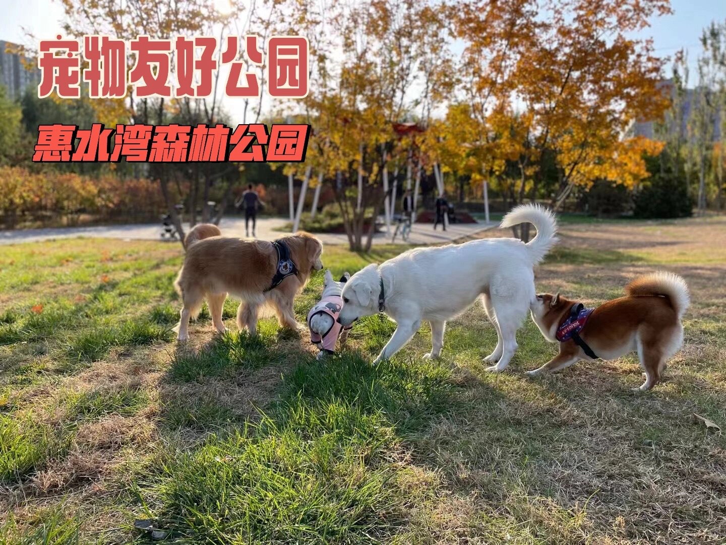 惠水湾森林旅行图片 1