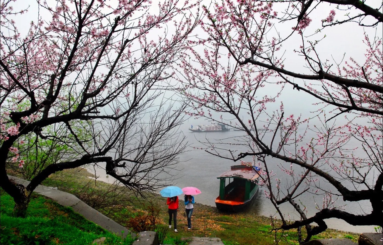 下保格桑花海旅行图片 2