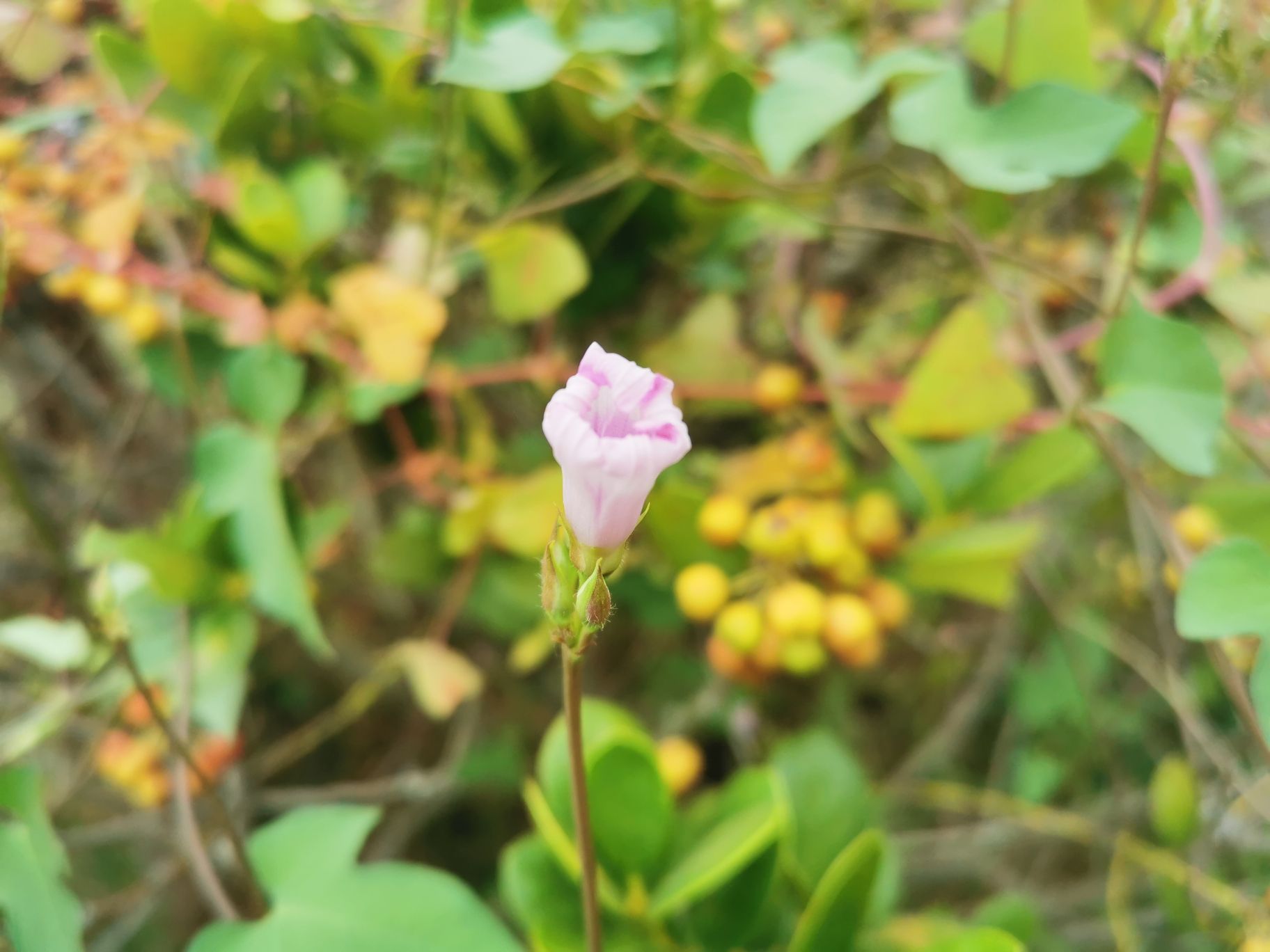 下保格桑花海旅行图片 1