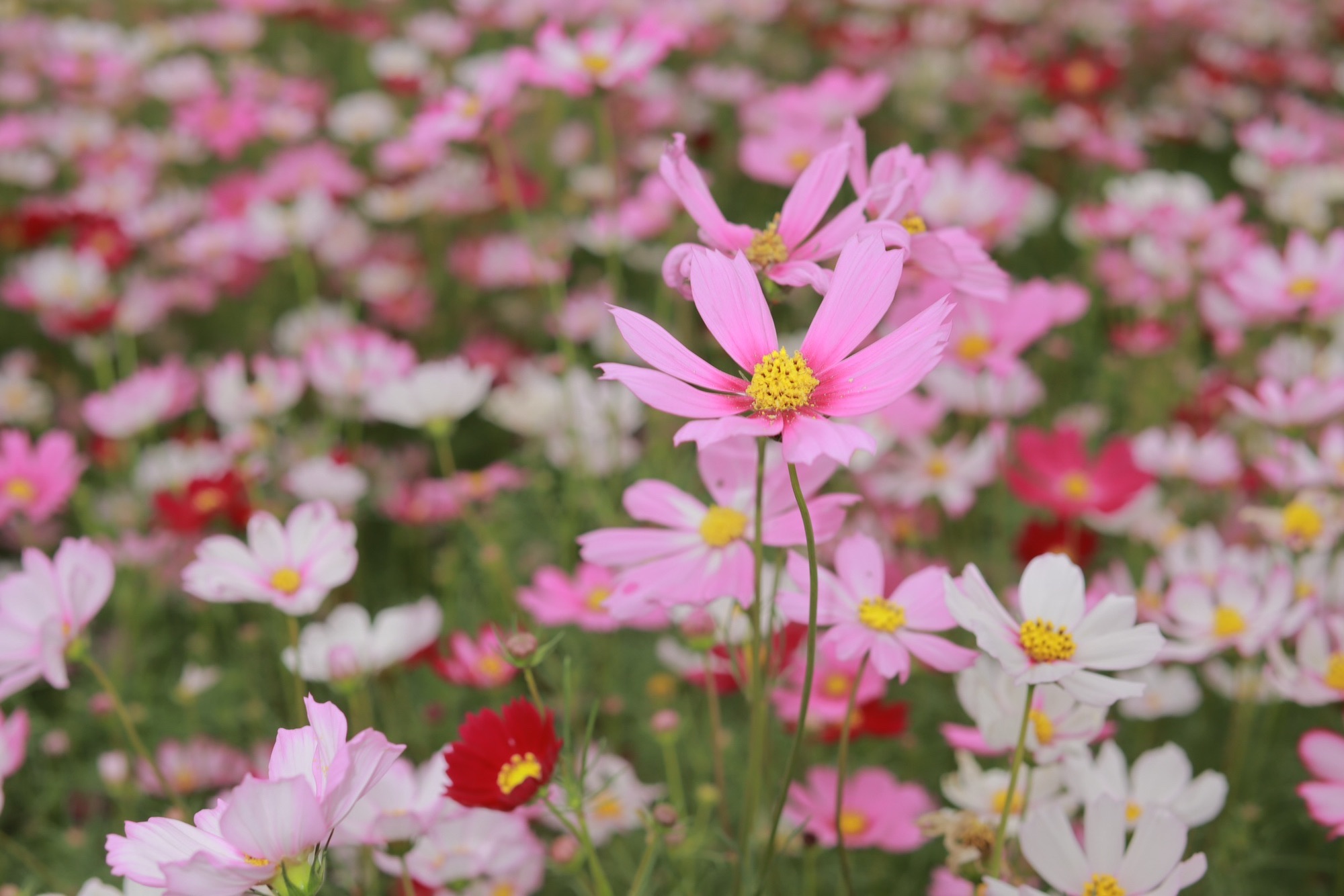 下保格桑花海