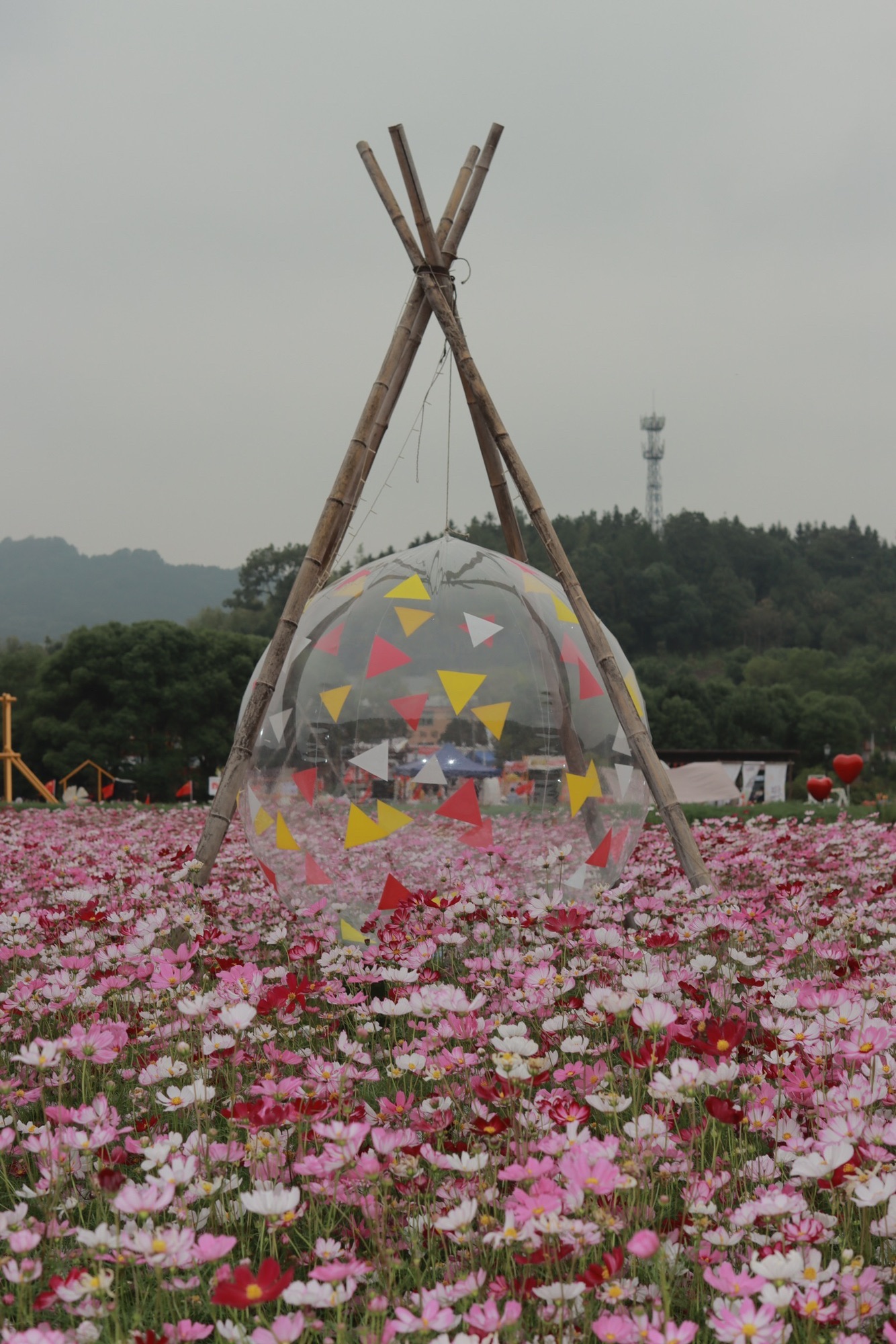 下保格桑花海旅行图片 1