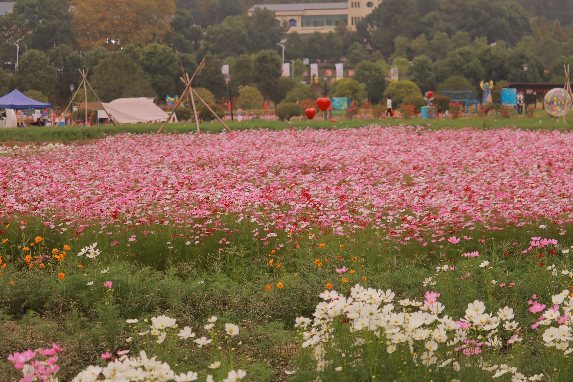 下保格桑花海