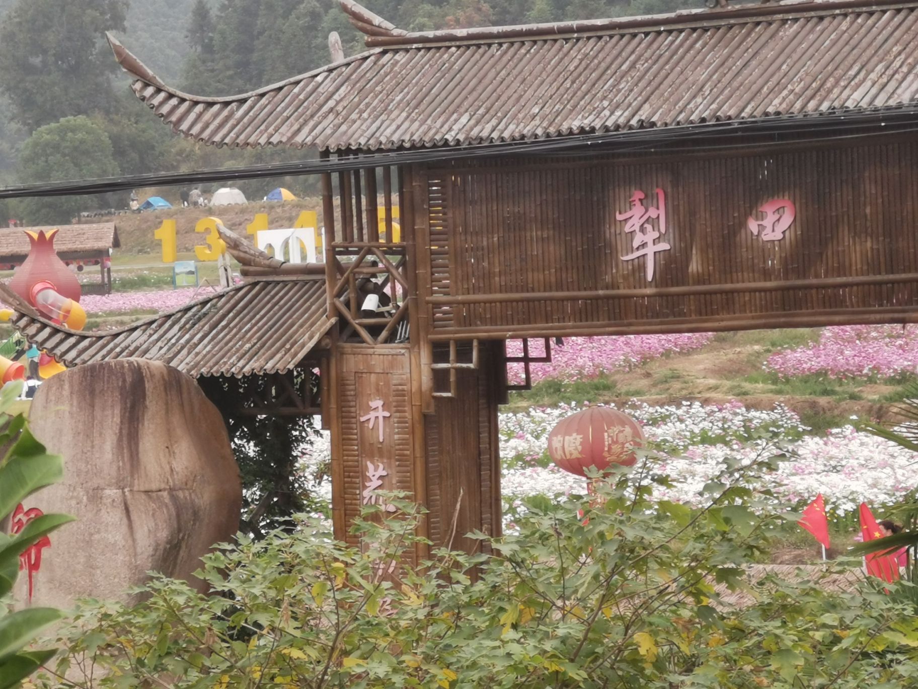 下保格桑花海旅行图片 3