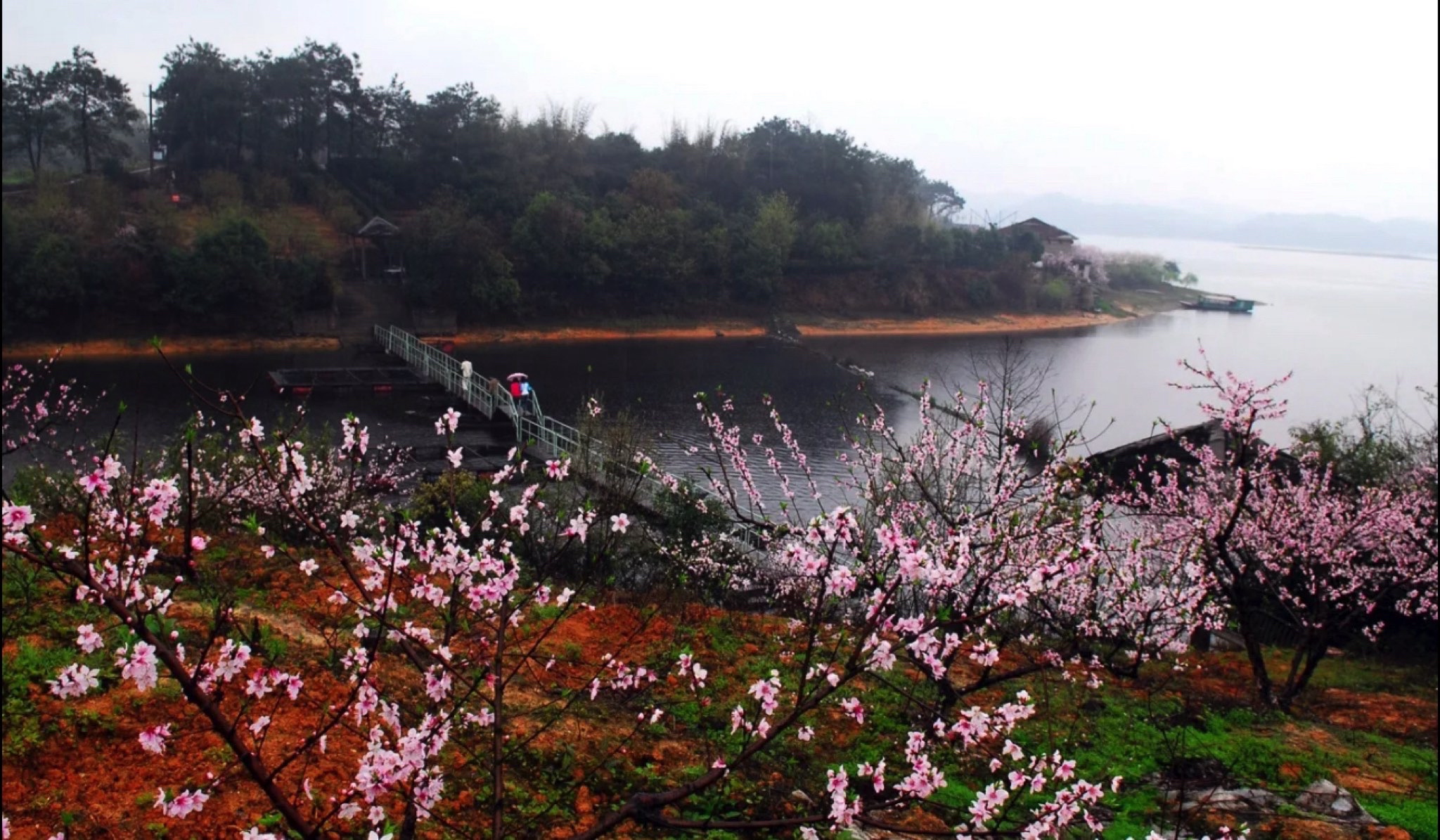 下保格桑花海旅行图片 1