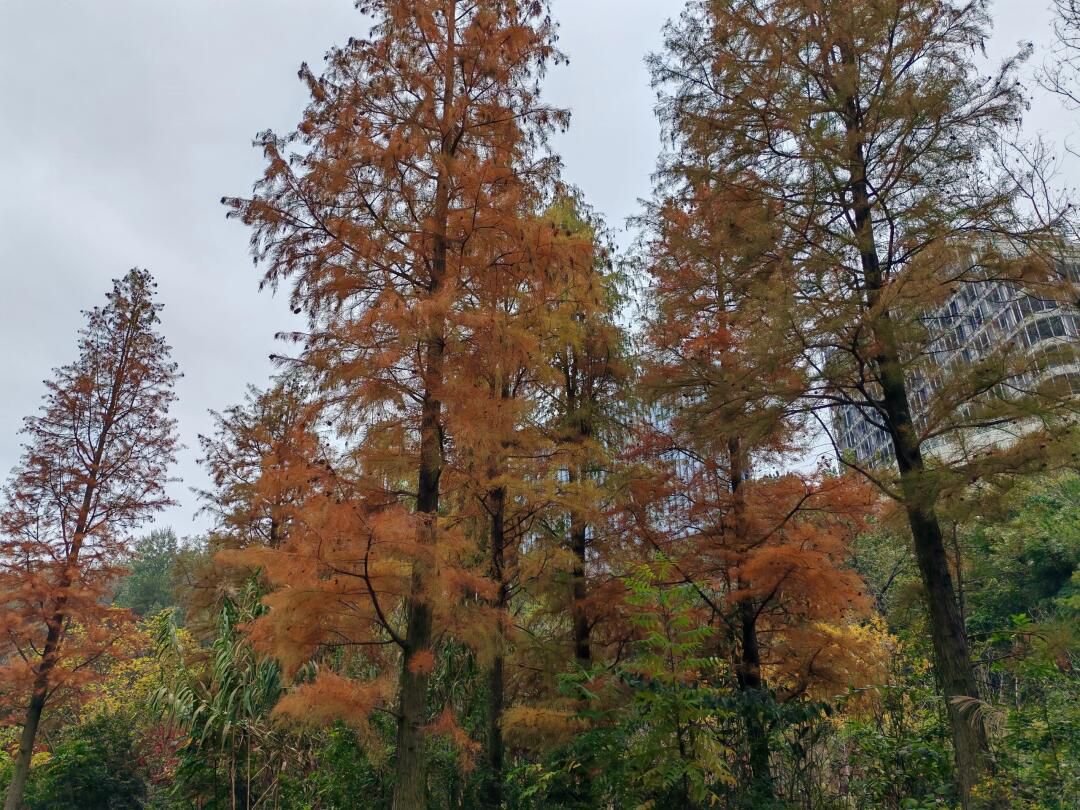 双龙生态公园旅行图片 2