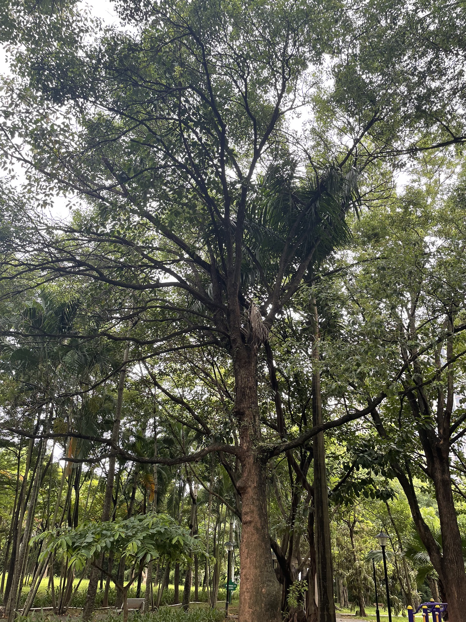 鲤麻岭公园旅行图片 3