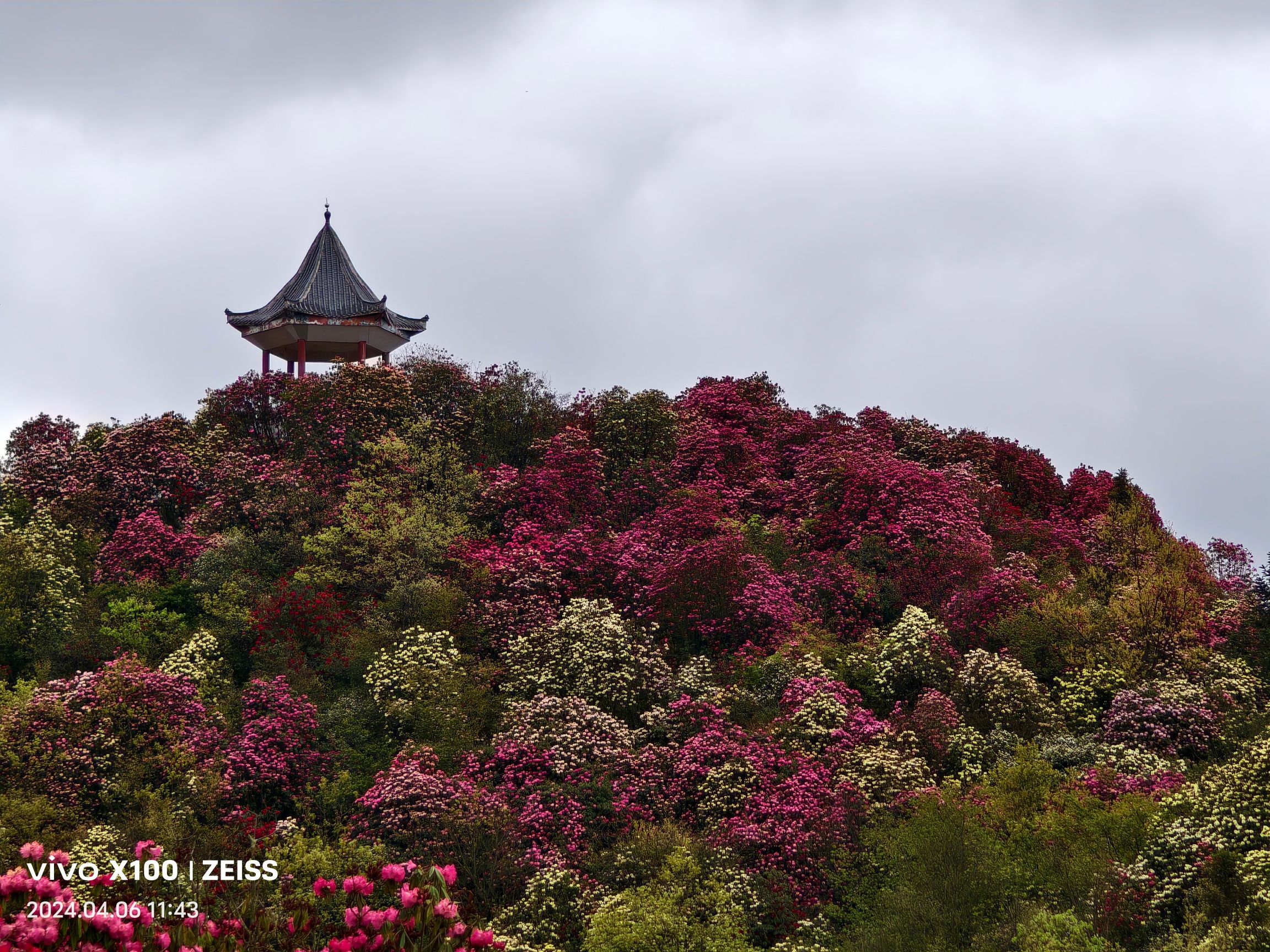 百里杜鹃普底景区
