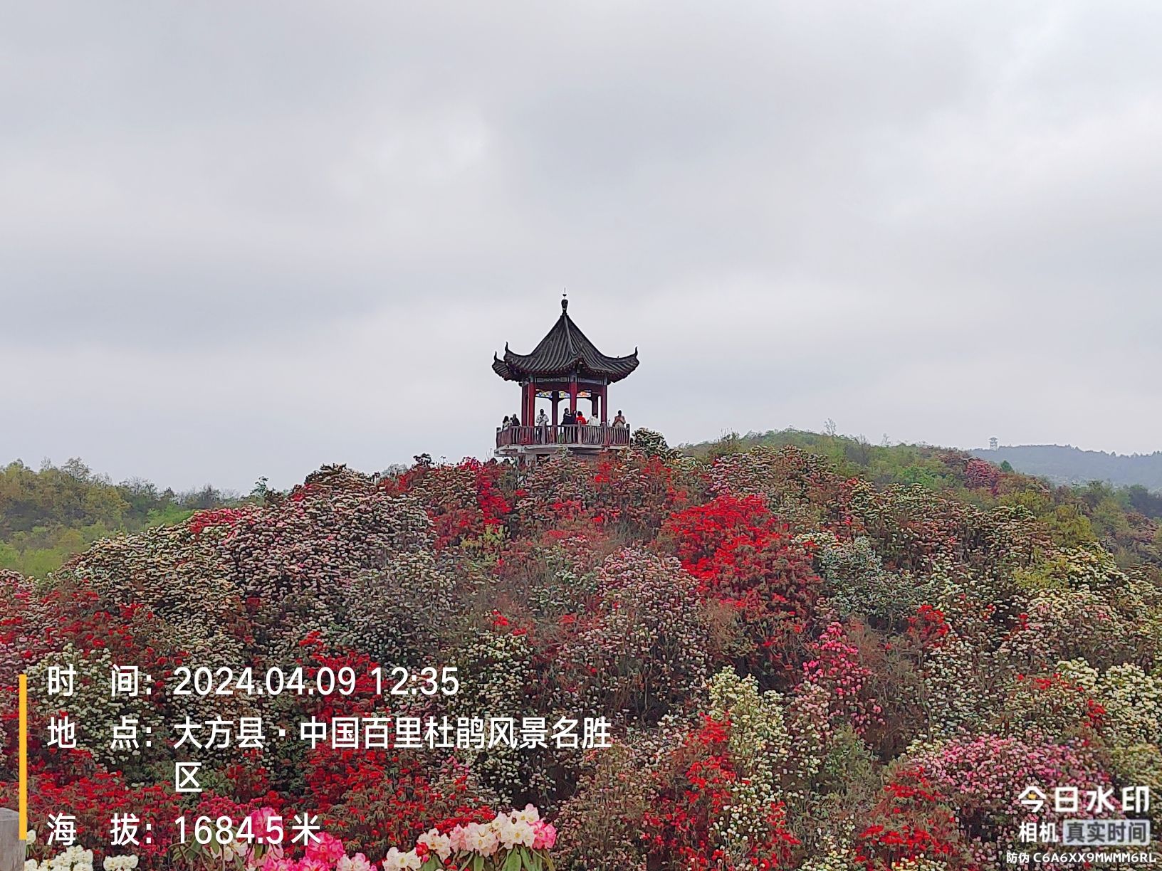 百里杜鹃普底景区