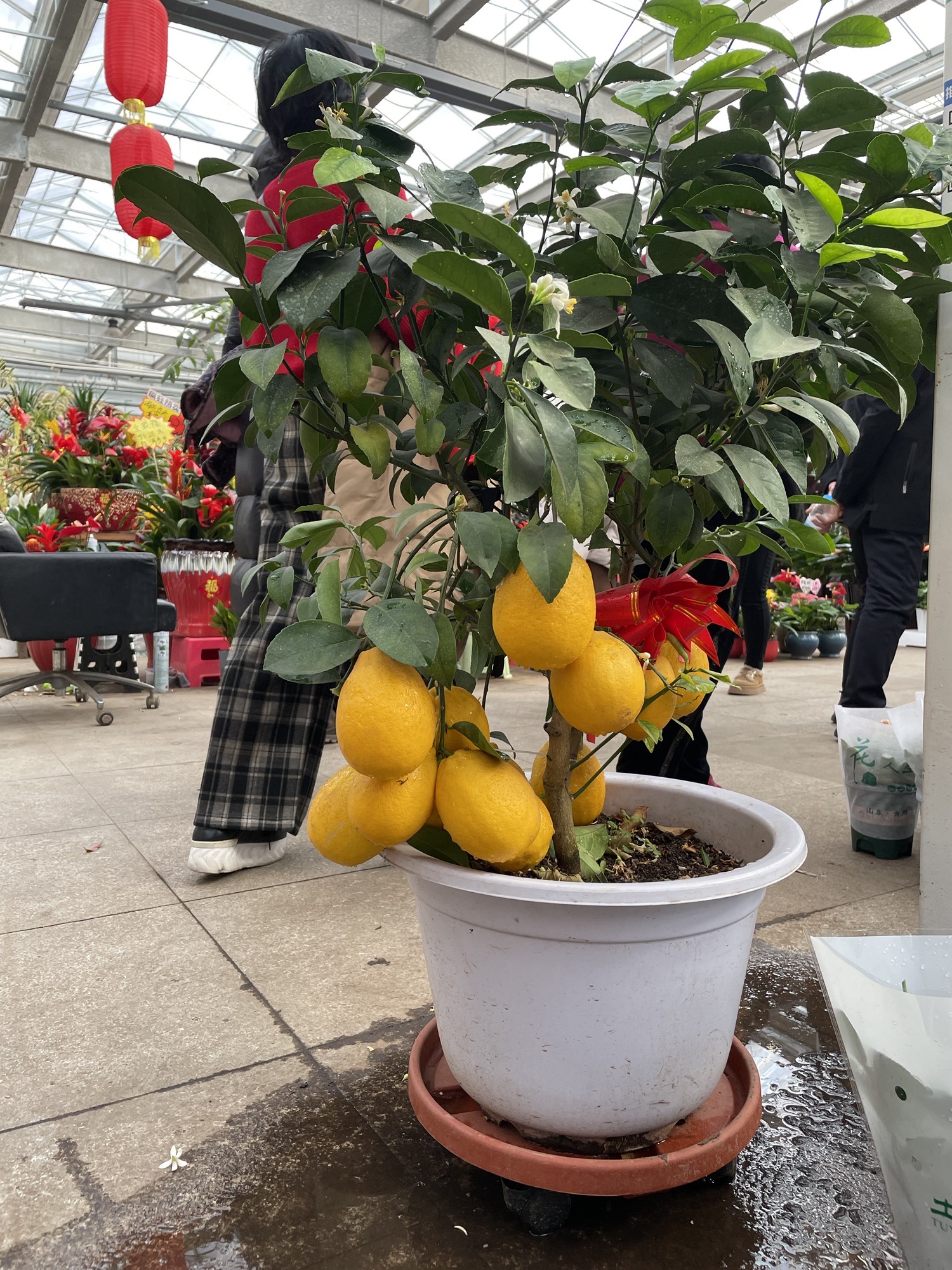 曹庄花卉植物园旅游区旅行图片 3