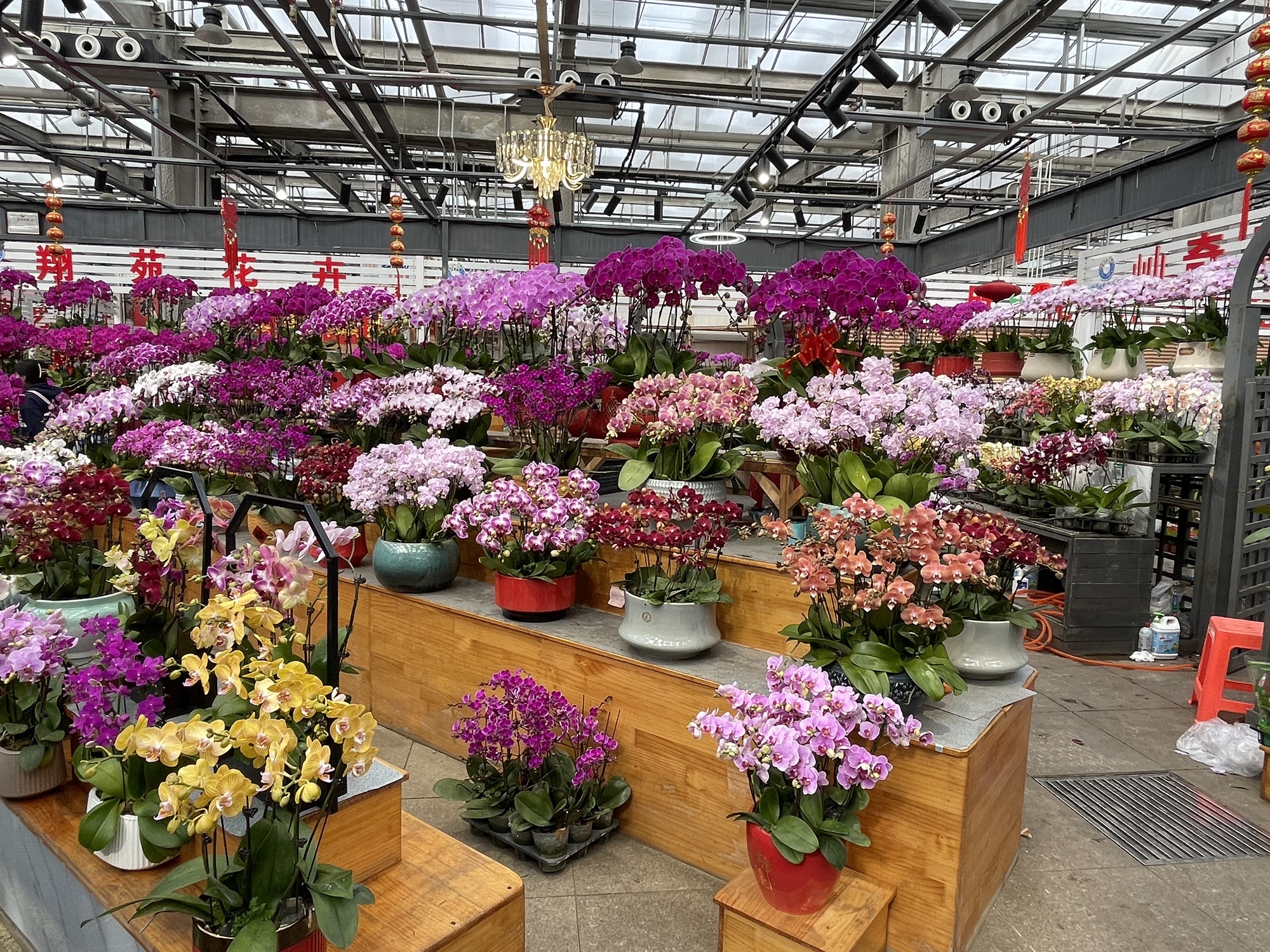 曹庄花卉植物园旅游区旅行图片 2