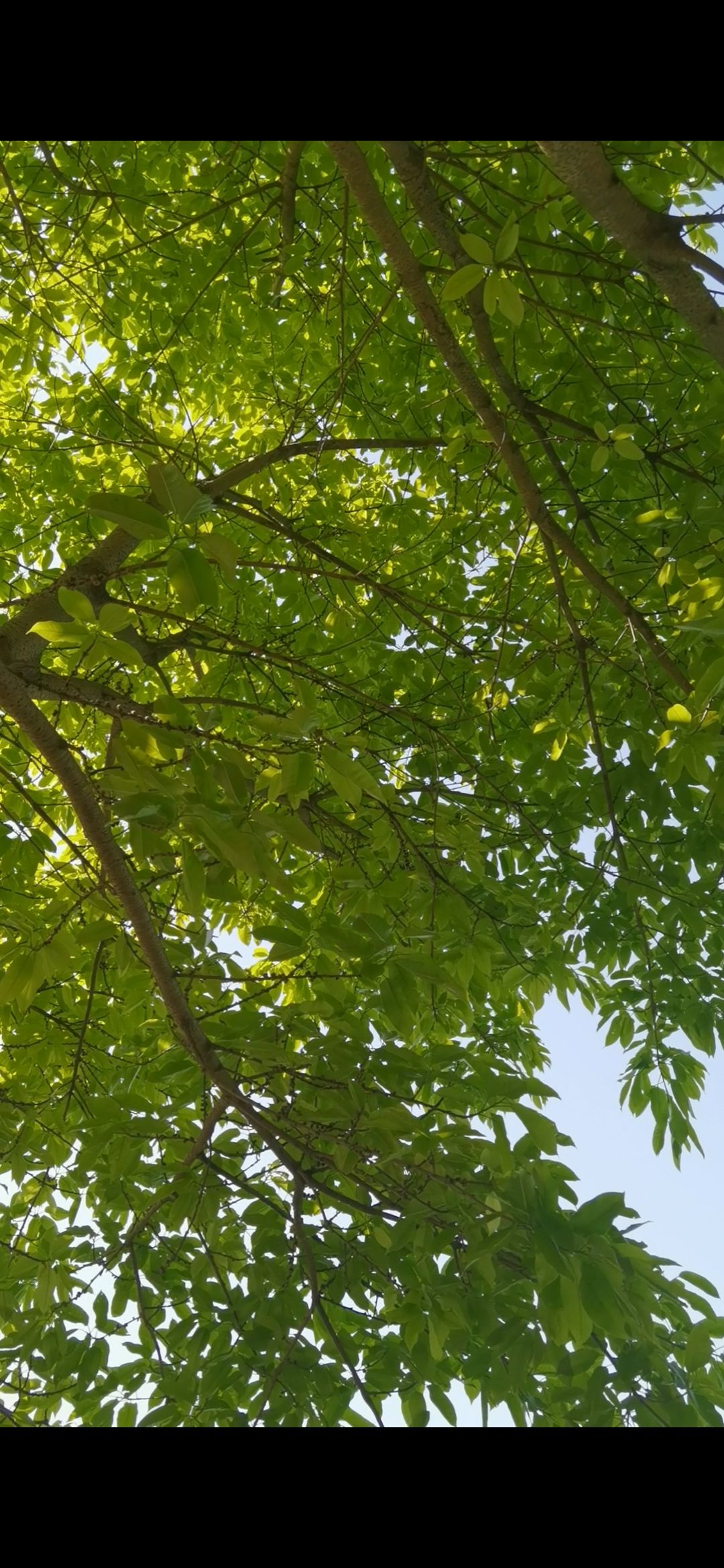 黄柏狮子岛旅行图片 1