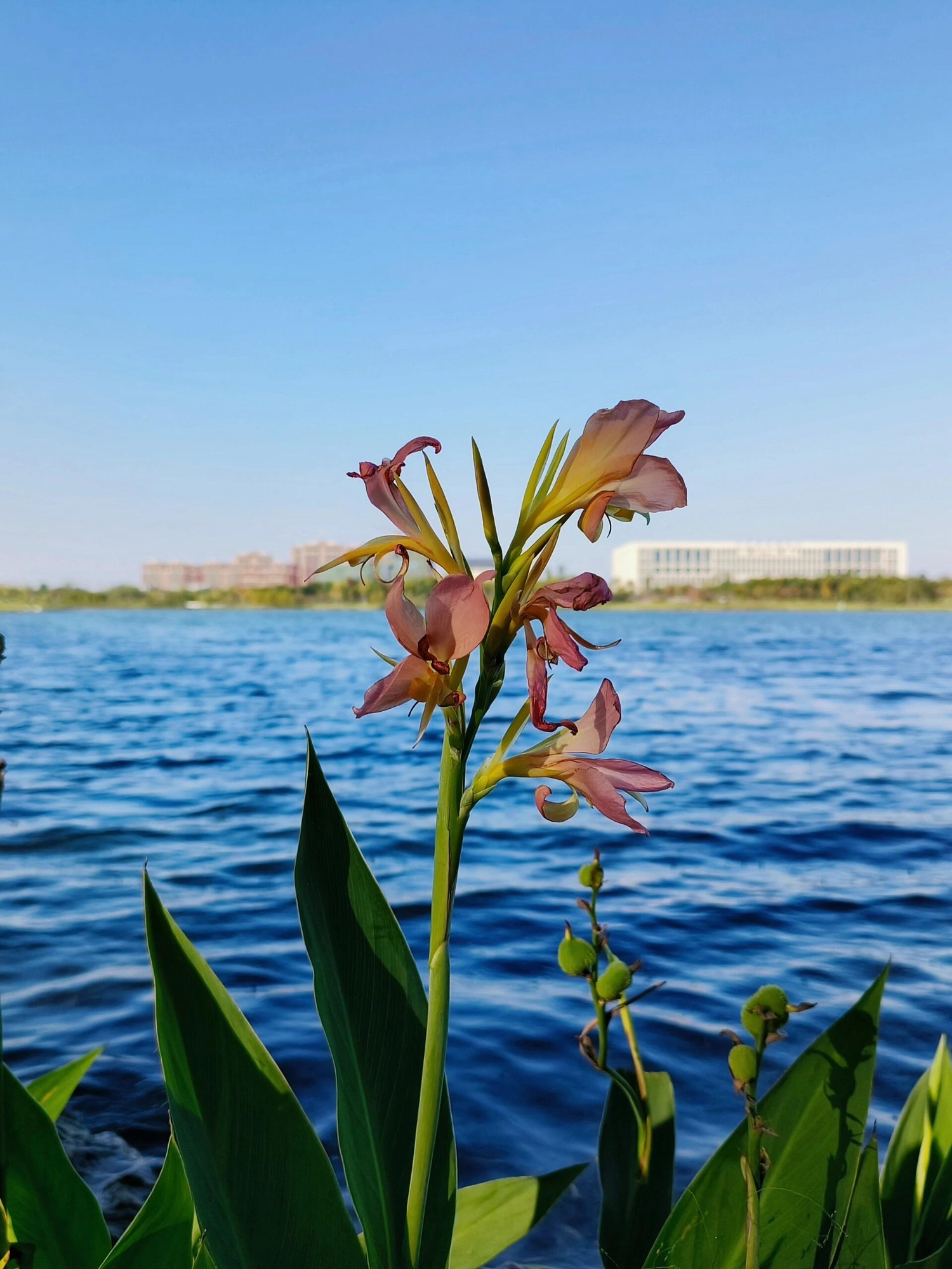 少荃湖公园旅行图片 3