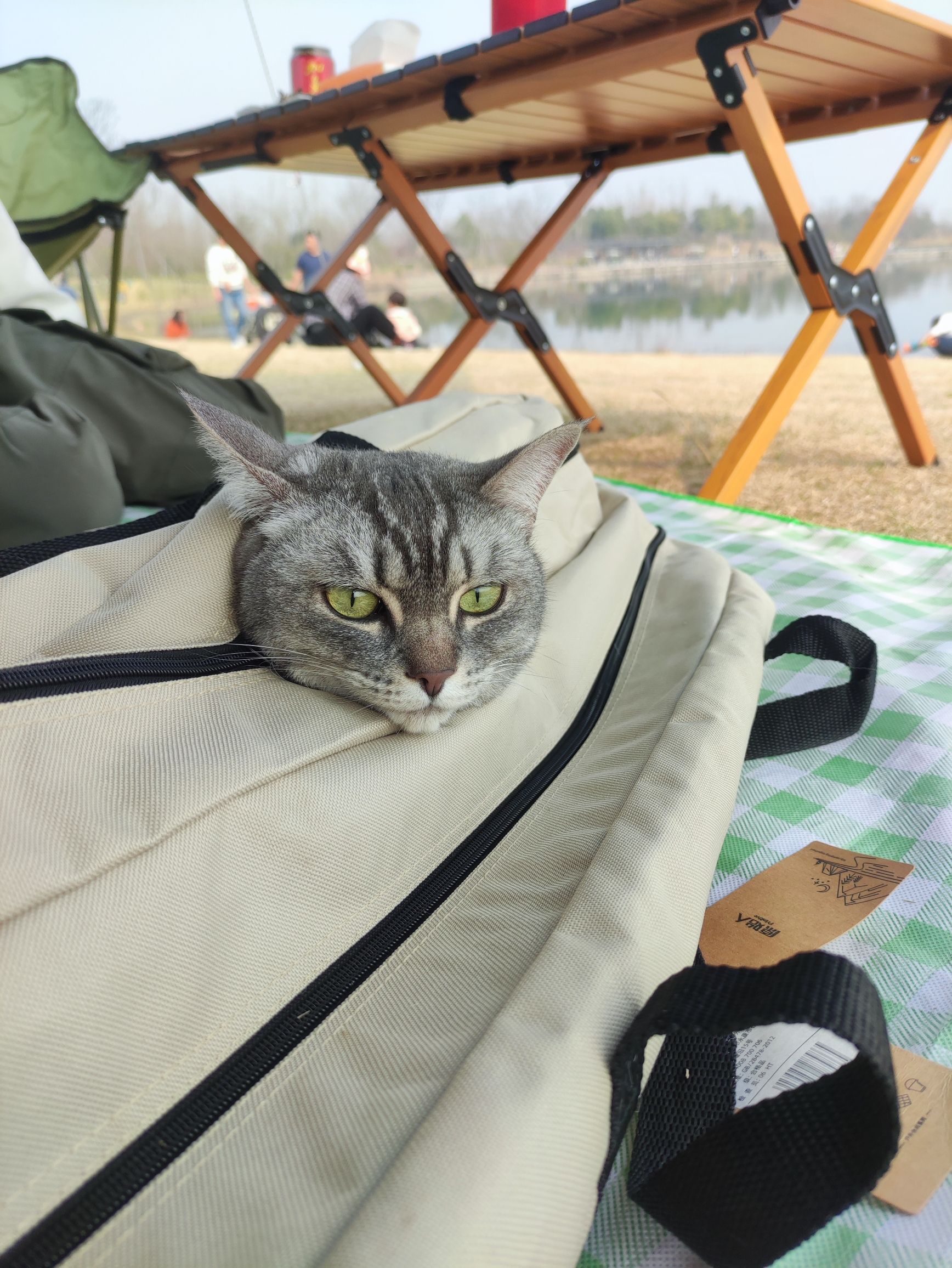 少荃湖公园旅行图片 2