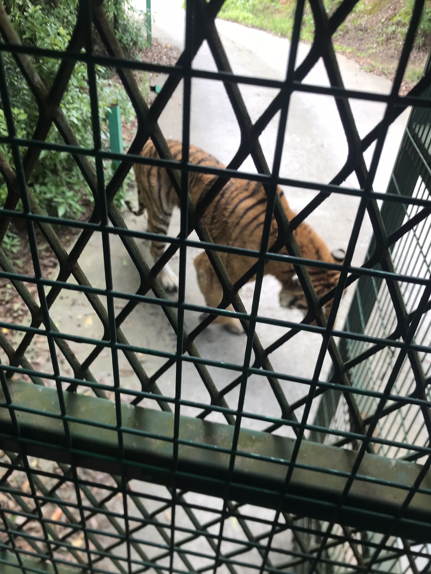 仙盖山旅游景区旅行图片 2