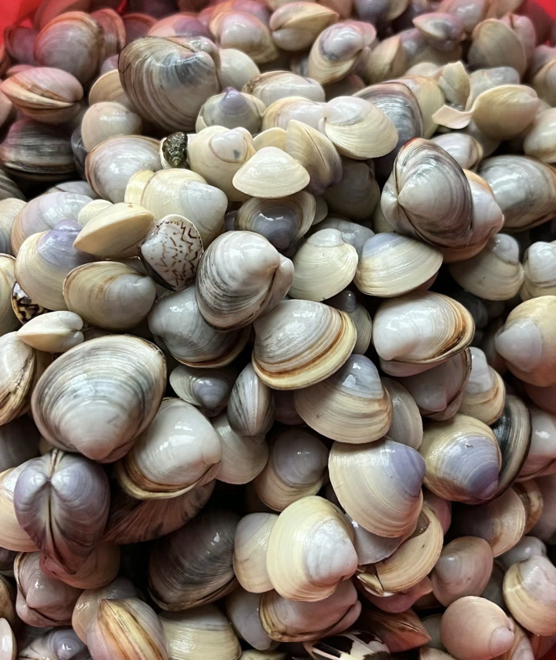 东营金泥湾旅行图片 3
