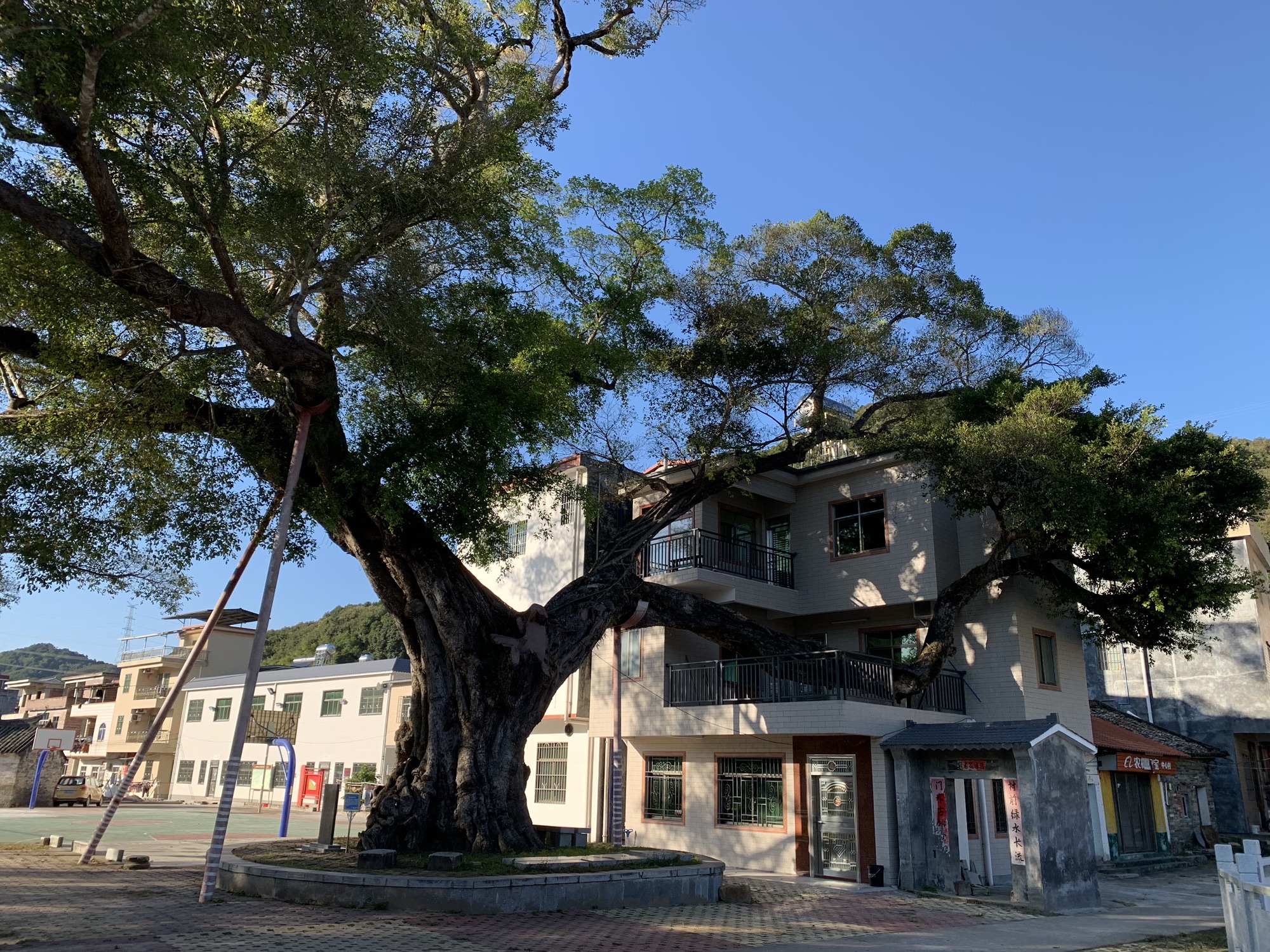 鳌溪千年大榕树旅行图片 1