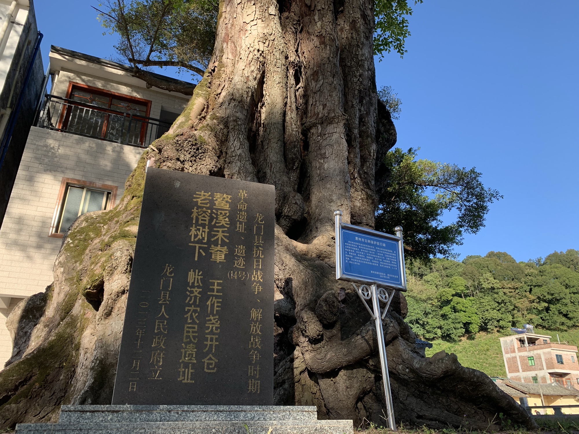 鳌溪千年大榕树旅行图片 2