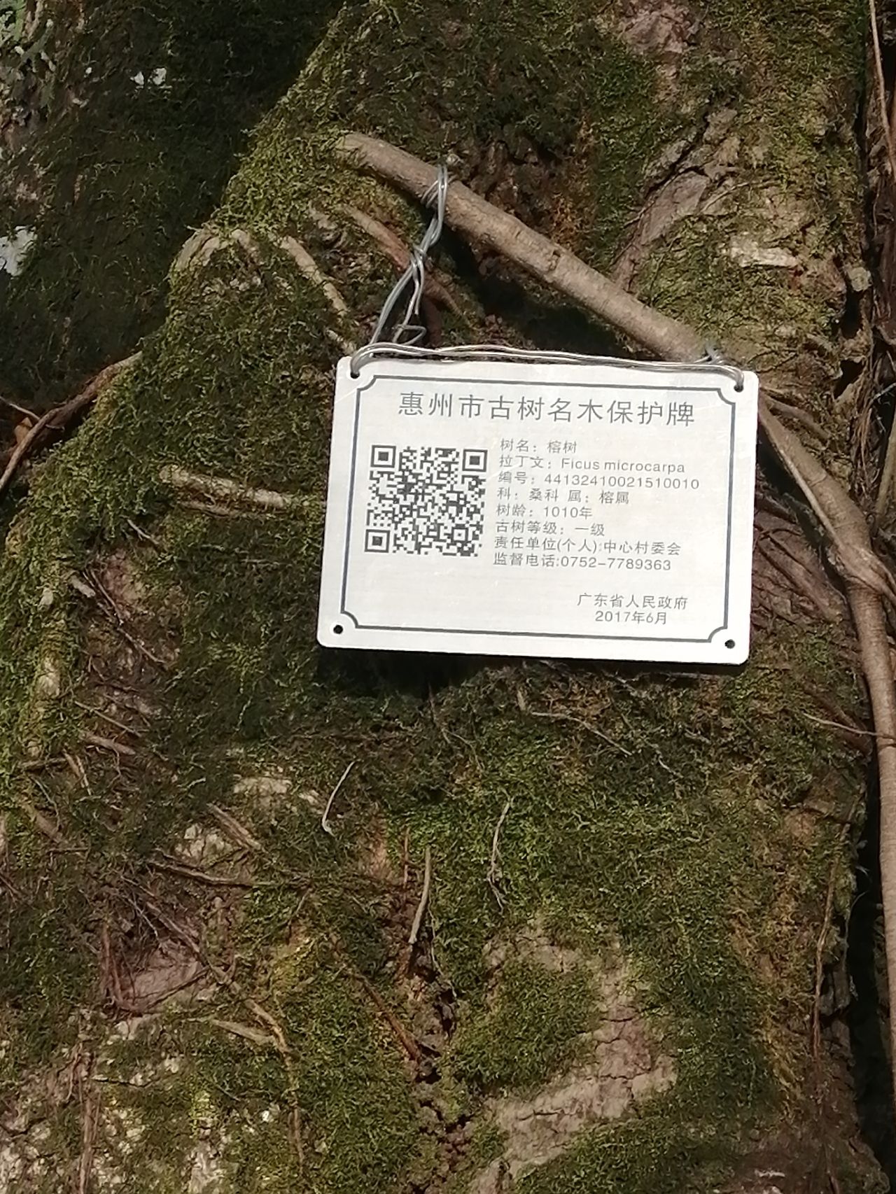鳌溪千年大榕树旅行图片 3