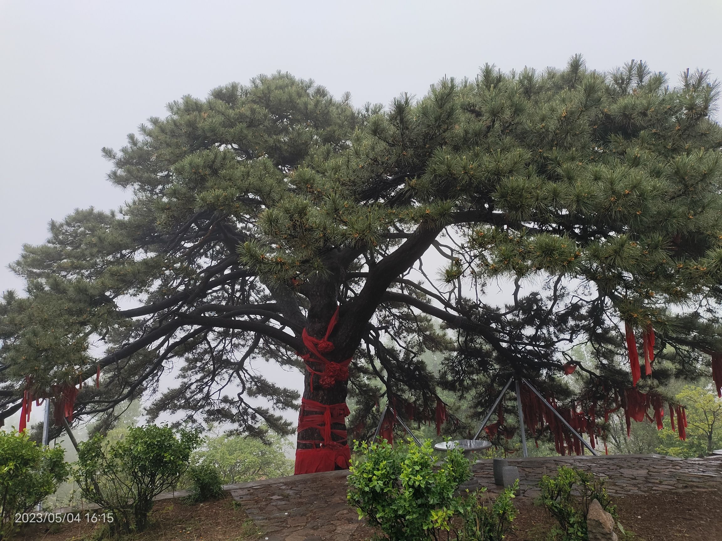 将军树旅行图片 2