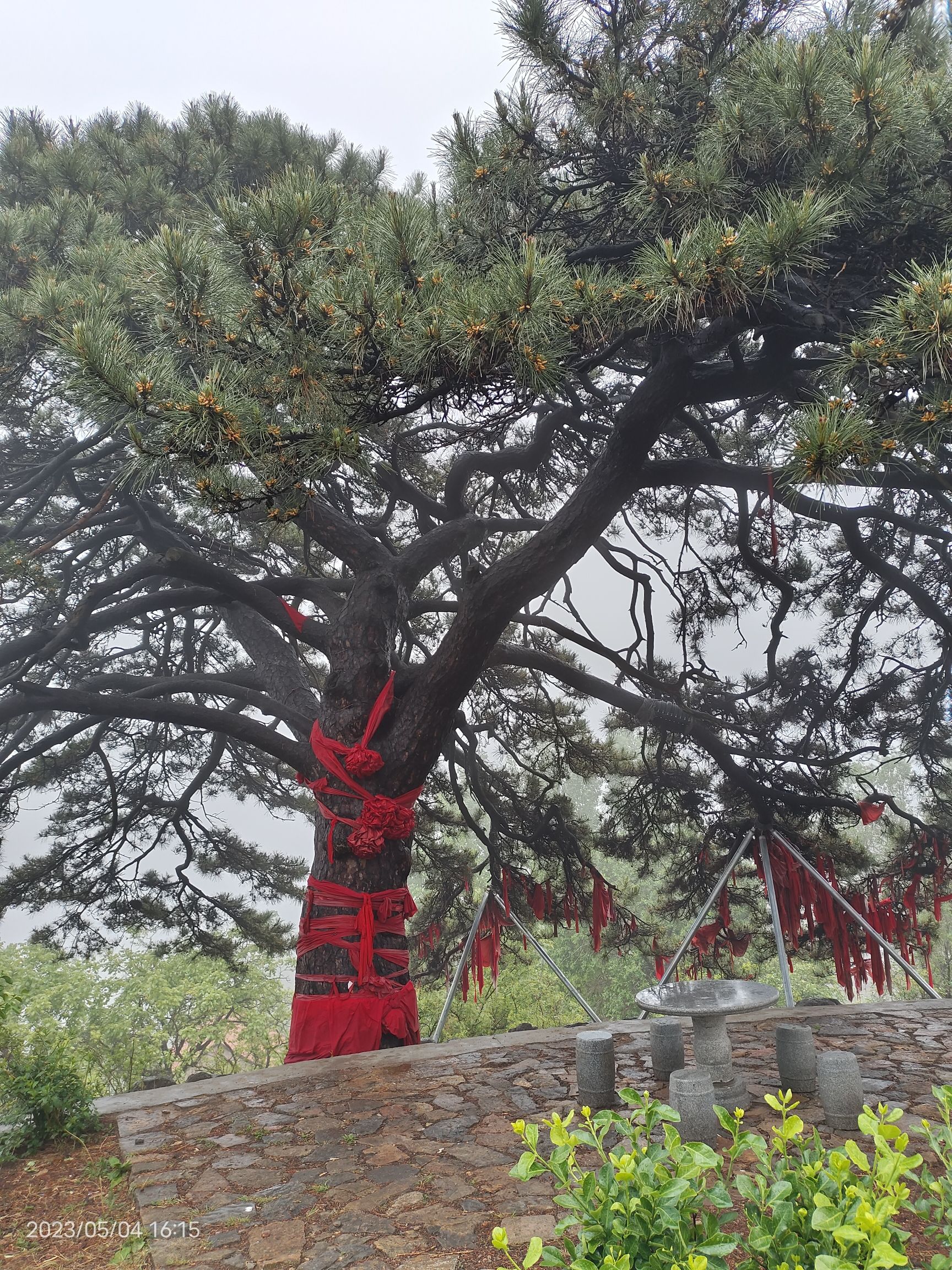 将军树旅行图片 3