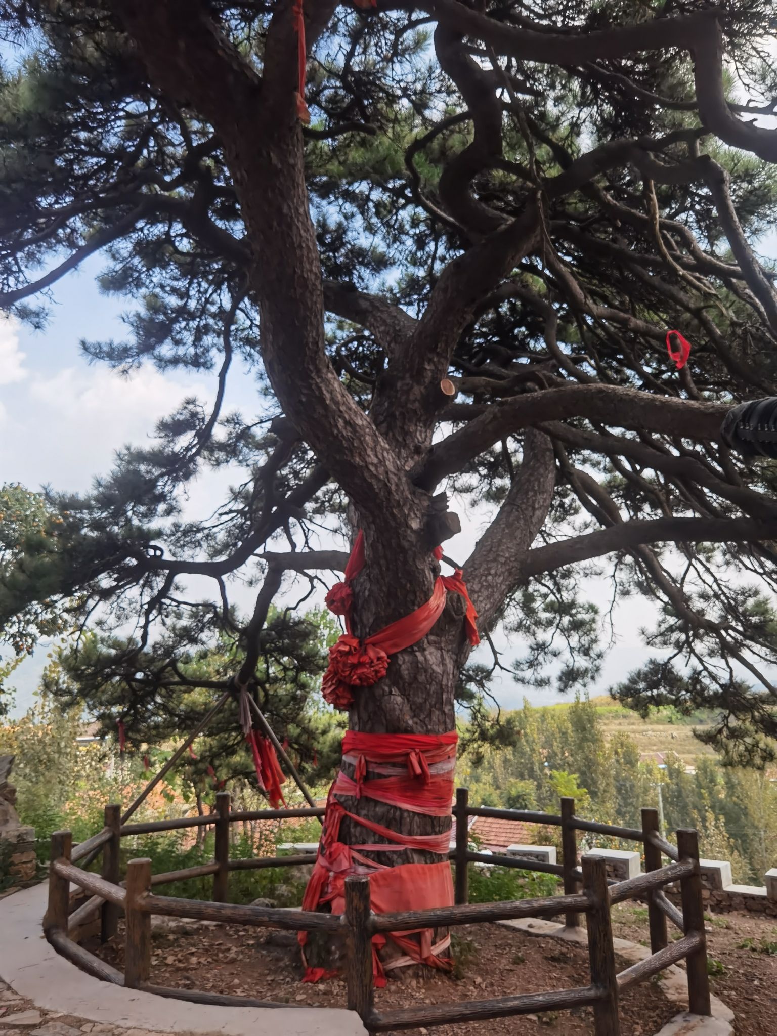 将军树旅行图片 2