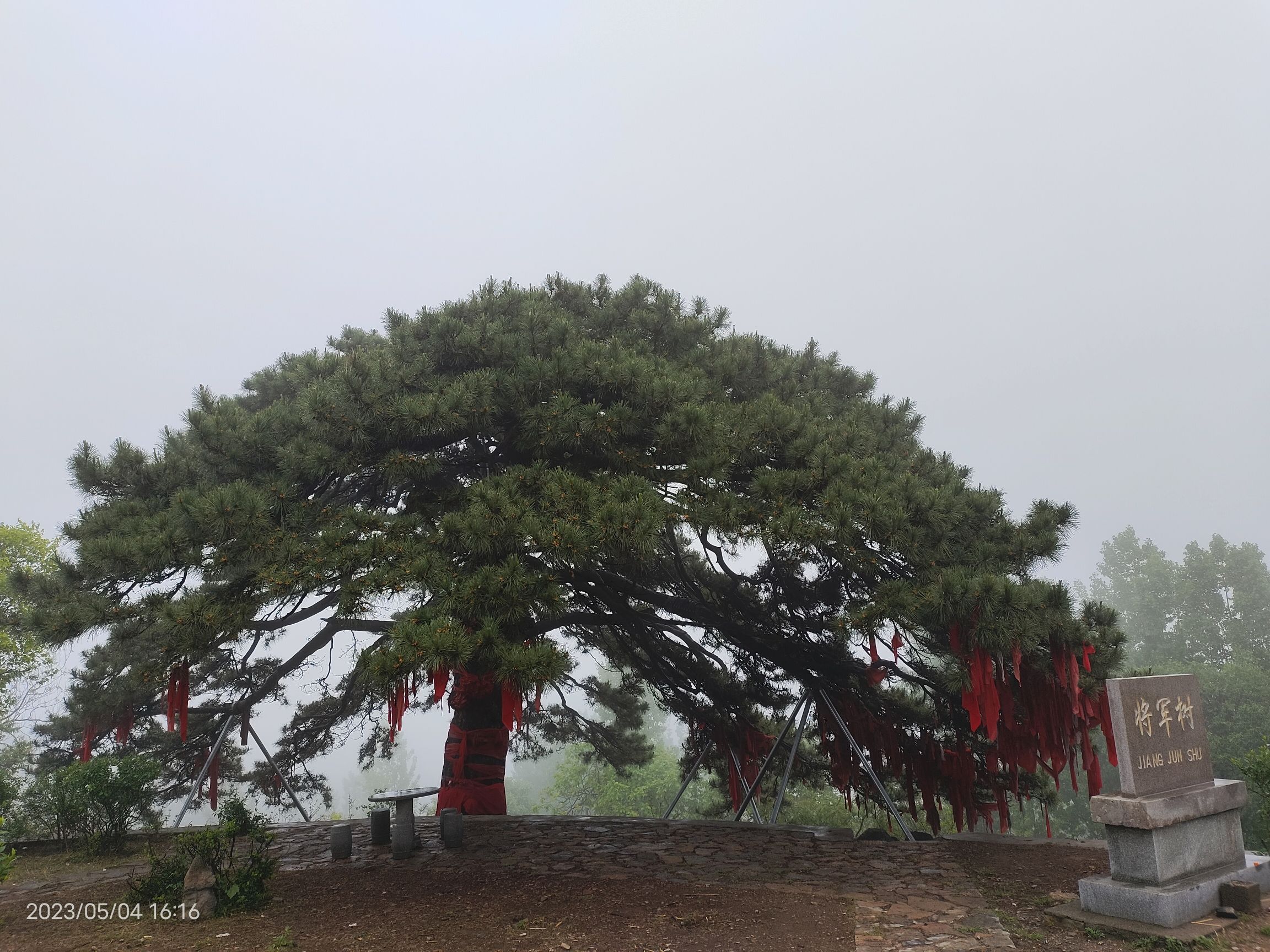 将军树旅行图片 1