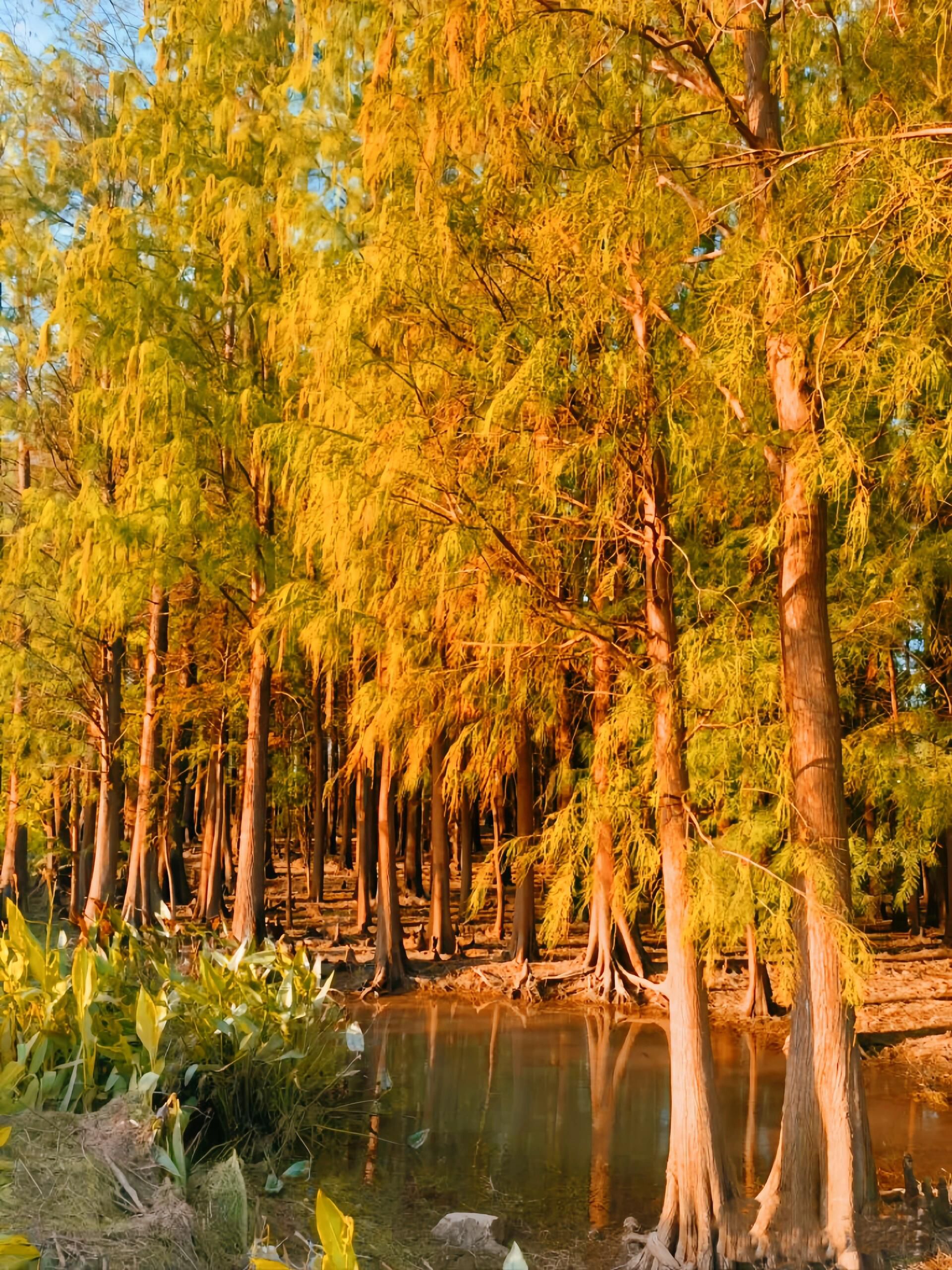 黄杨河湿地公园旅行图片 1