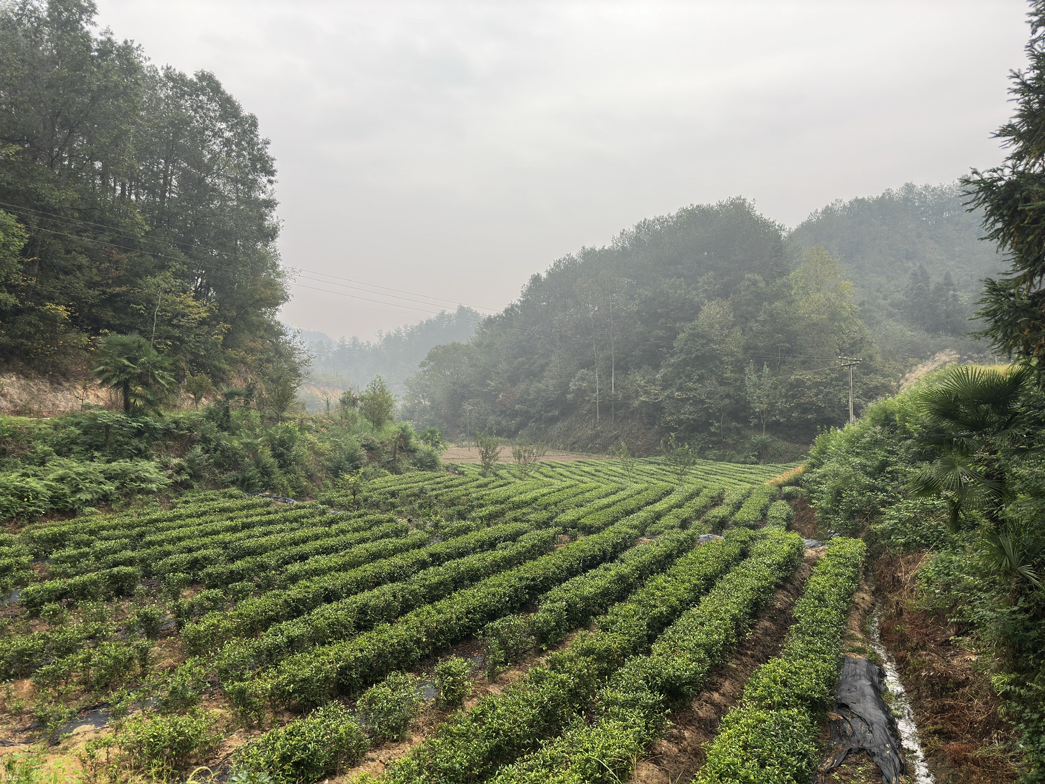 汉中市茗鼎现代农业开发有限公司