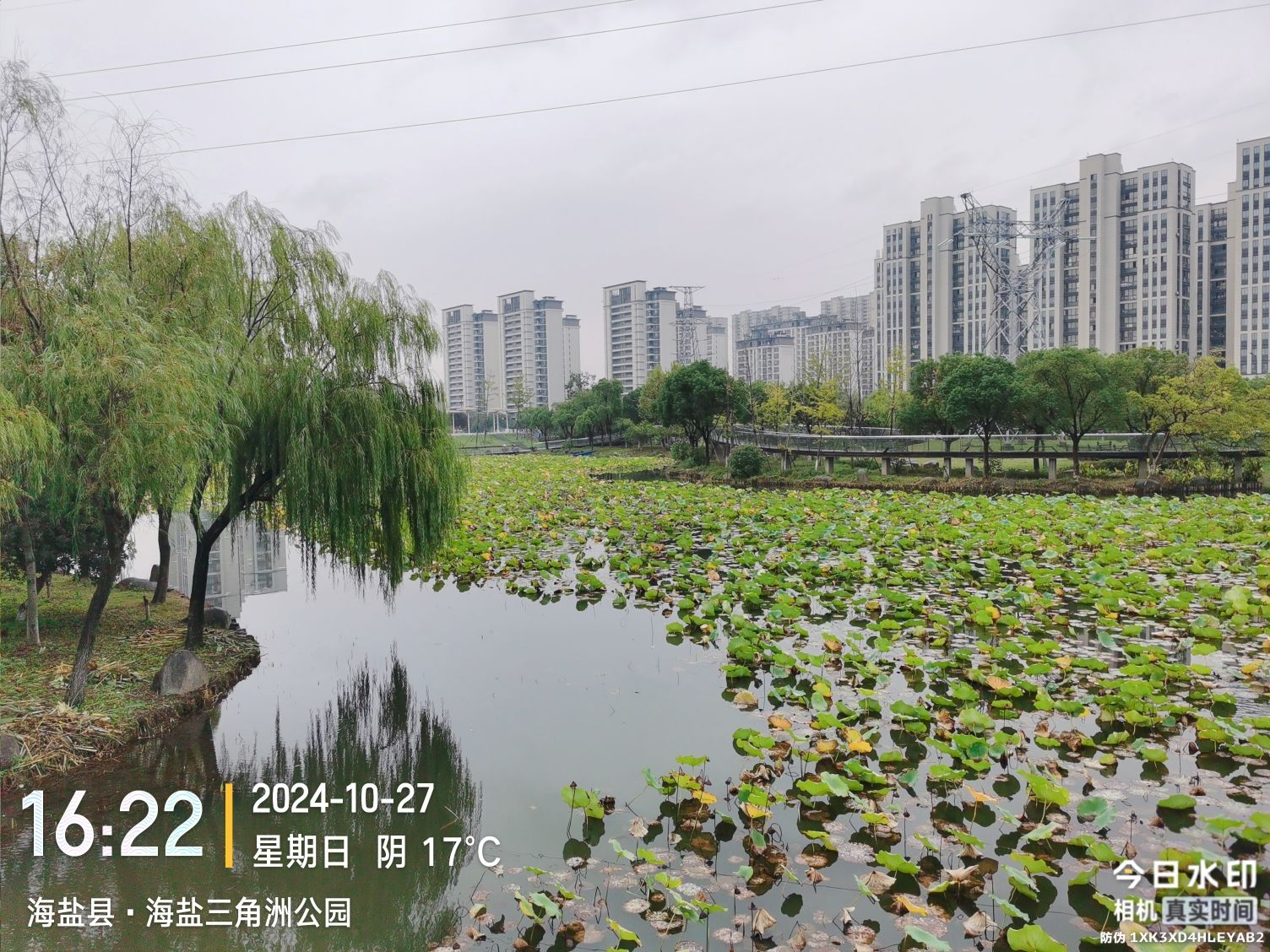 海盐三角洲公园旅行图片 1