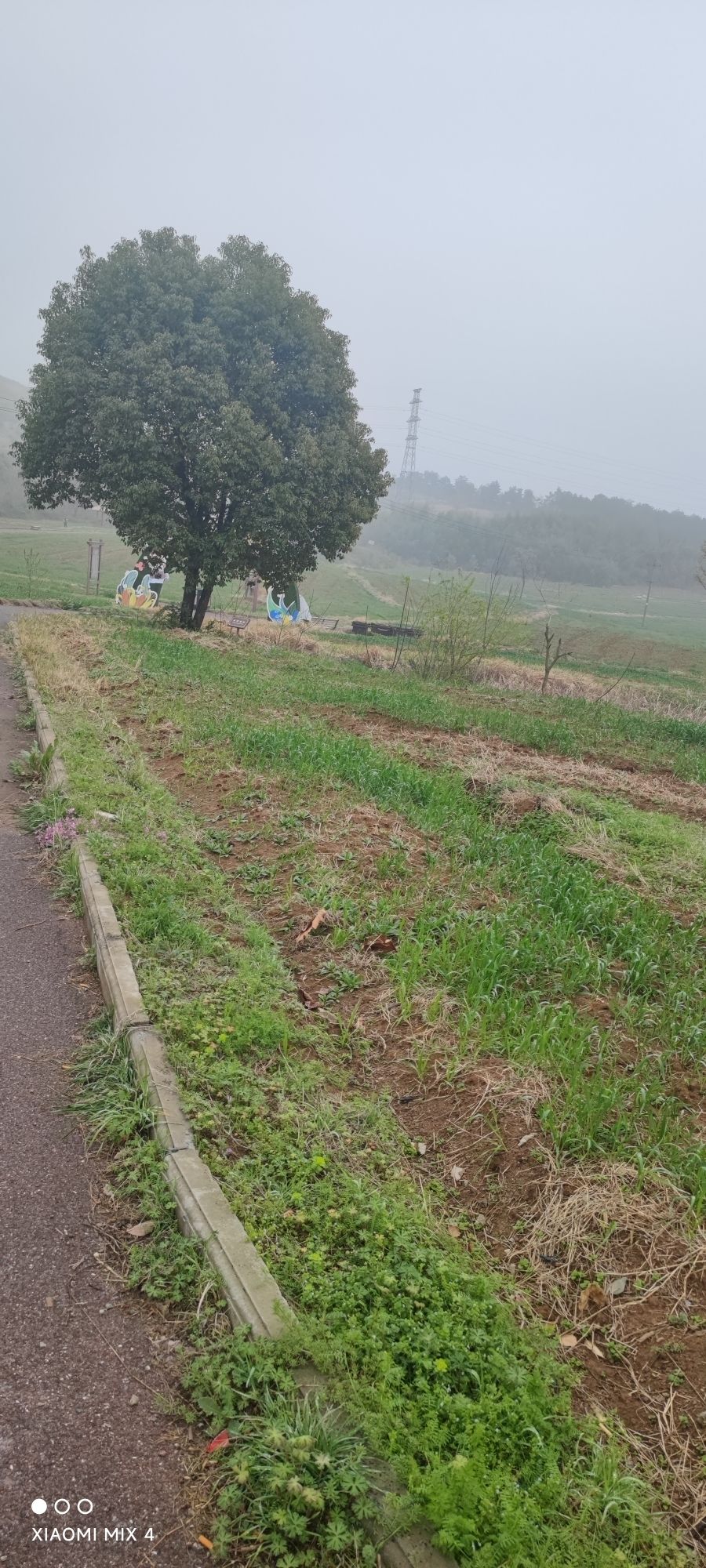 中庙芝樱花海旅行图片 1