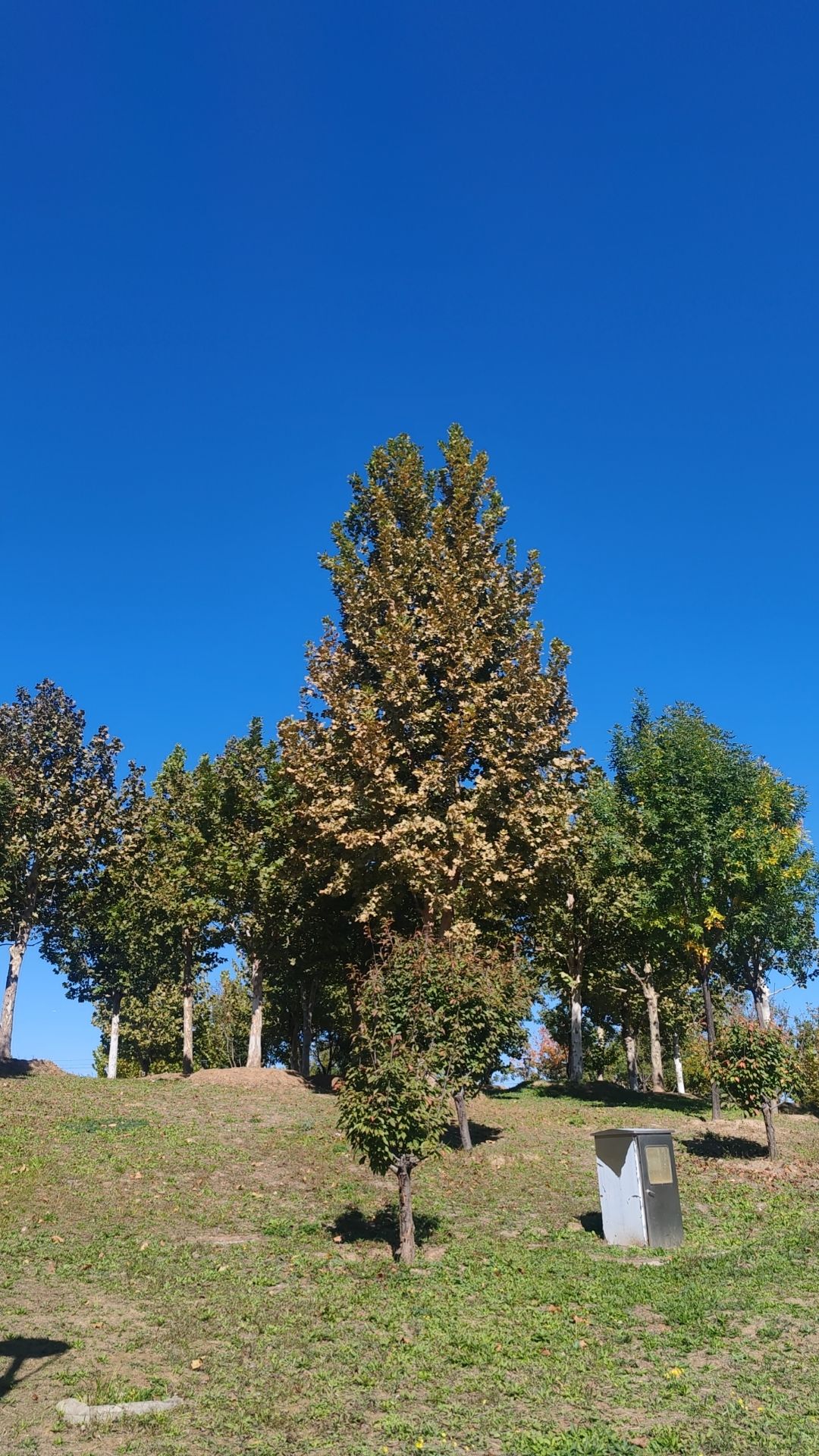 黑桥公园旅行图片 3